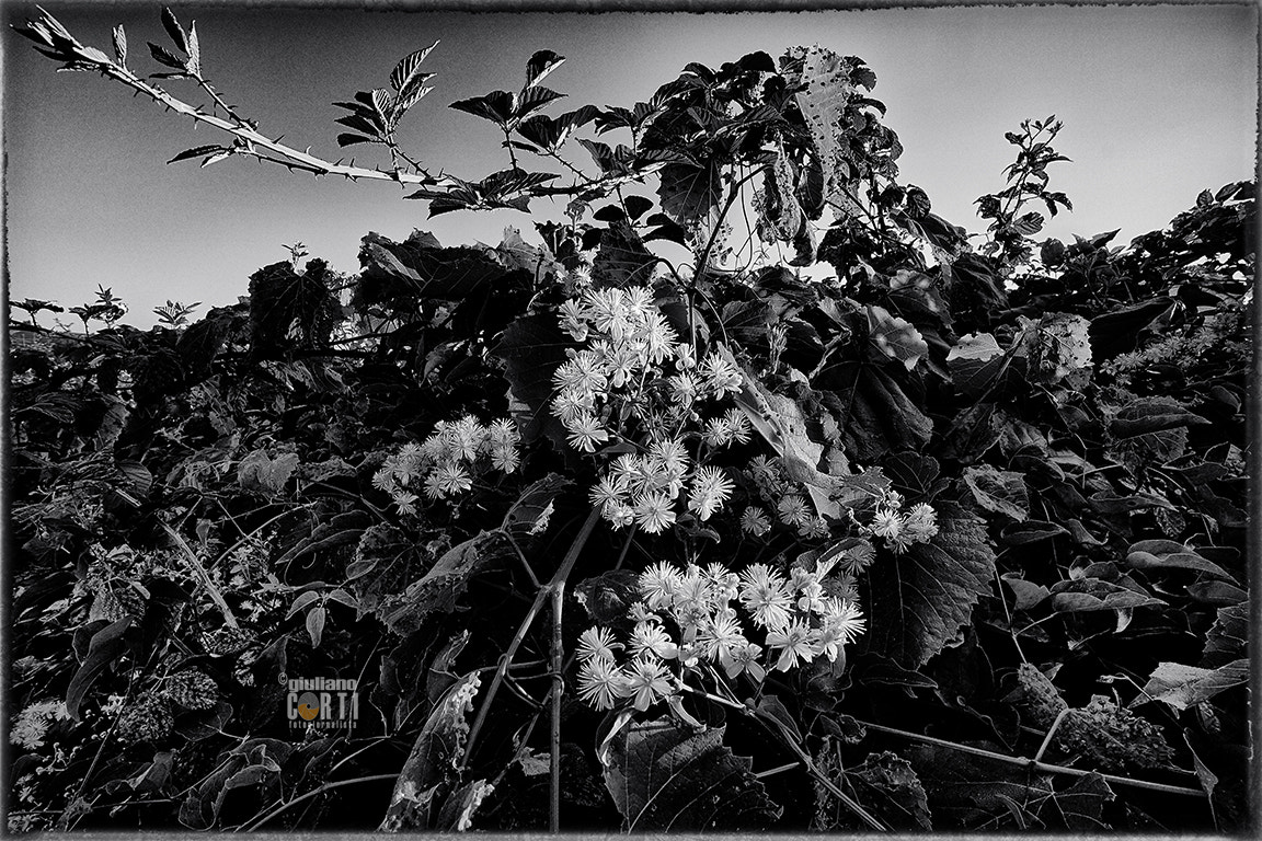 Canon EF-M 11-22mm F4-5.6 IS STM sample photo. Rovi e fiori, da le vacanze di tigro photography
