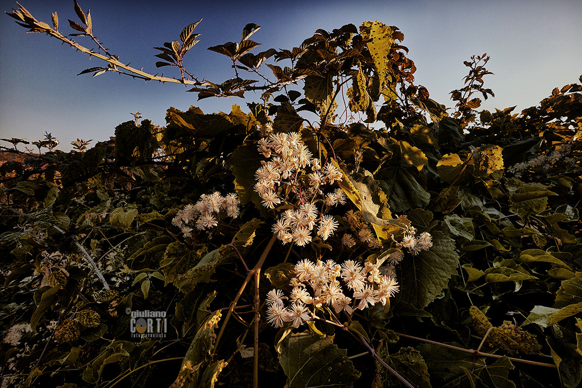 Canon EOS M3 + Canon EF-M 11-22mm F4-5.6 IS STM sample photo. Rovi e fiori, da le vacanze di tigro photography