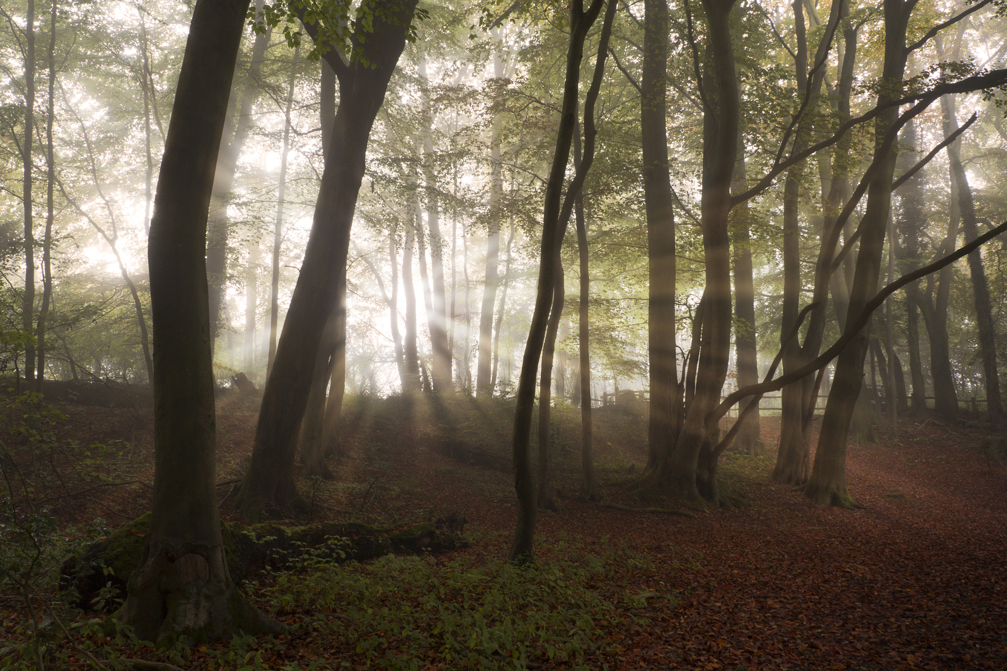 Sigma 18-125mm f/3.5-5.6 DC IF ASP sample photo. Through the trees photography