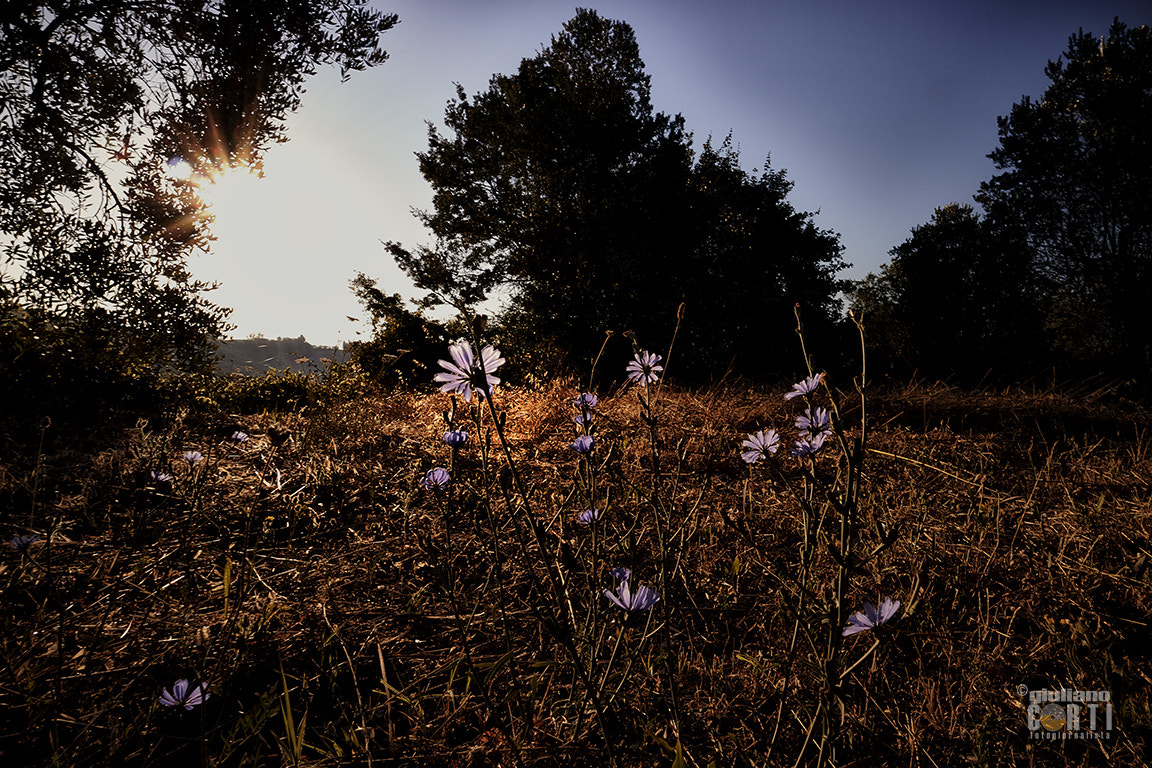 Canon EOS M3 + Canon EF-M 11-22mm F4-5.6 IS STM sample photo. Da le vacanze di tigro photography