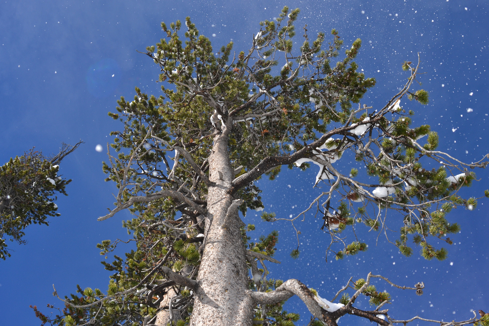 Nikon D3100 + Sigma 28-90mm F3.5-5.6 Macro sample photo. Snow fall photography