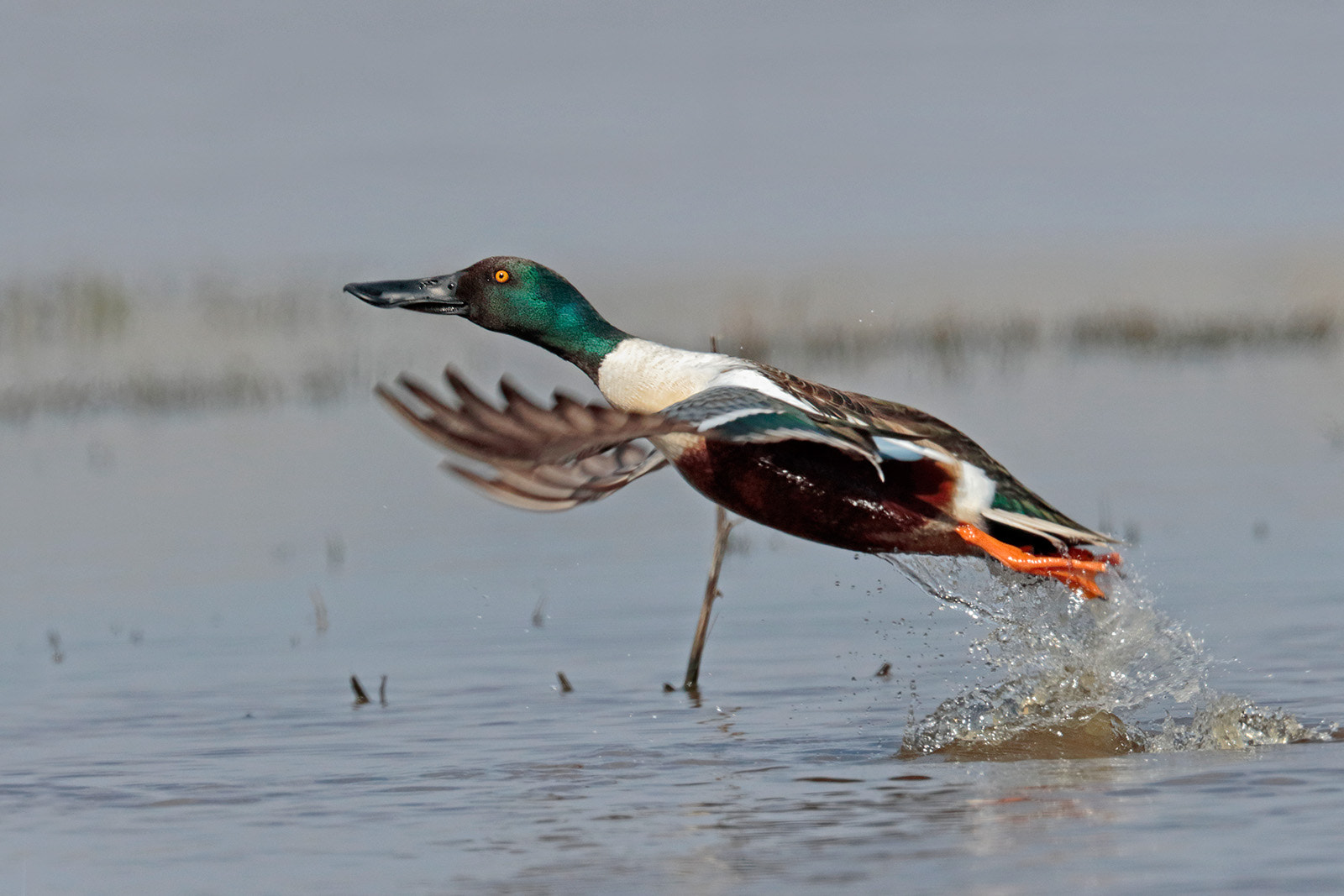 Canon EF 300mm F2.8L IS II USM sample photo. Share cropper photography