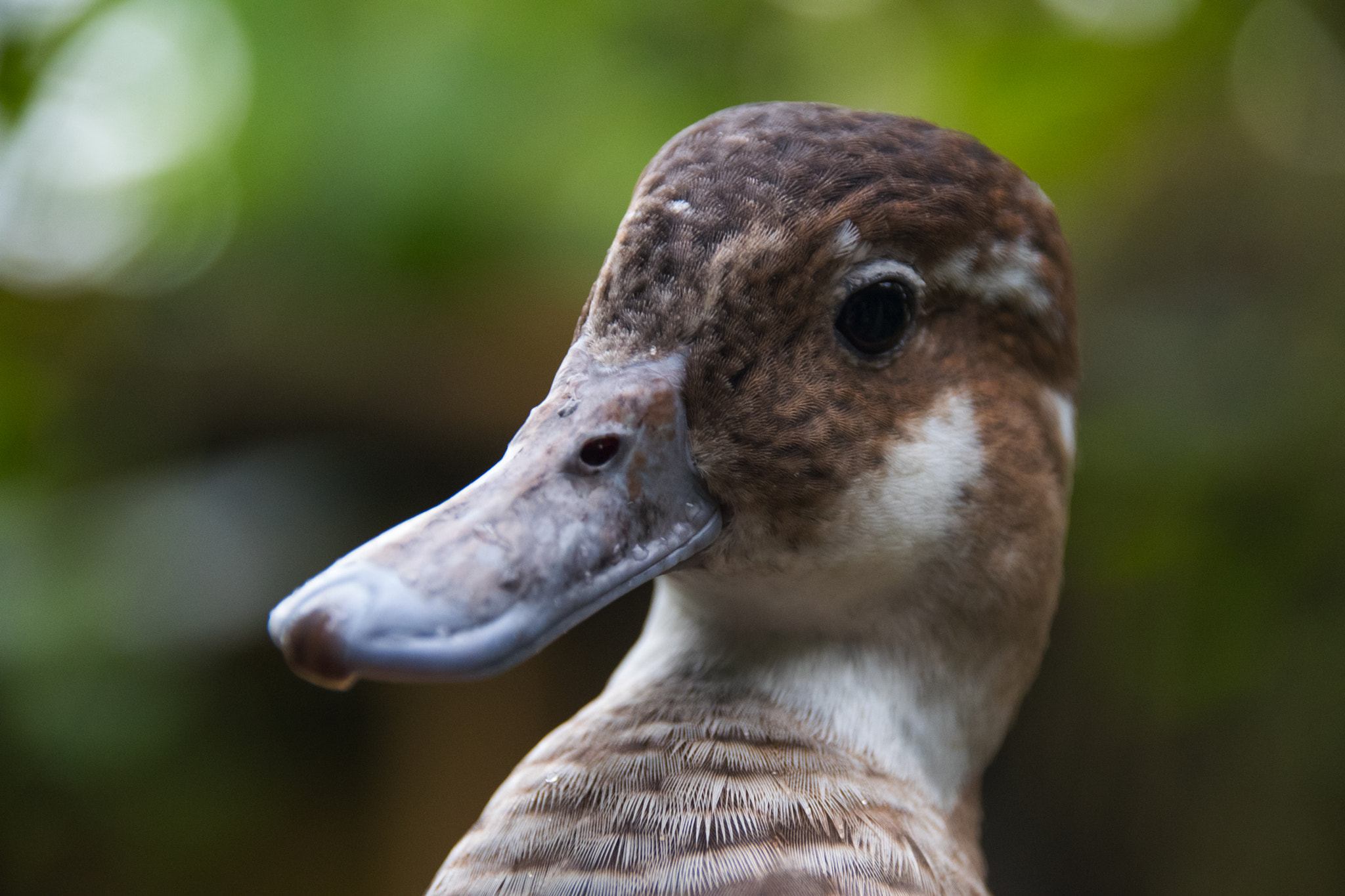 Sigma 18-250mm F3.5-6.3 DC Macro OS HSM sample photo. Is this the right look? photography