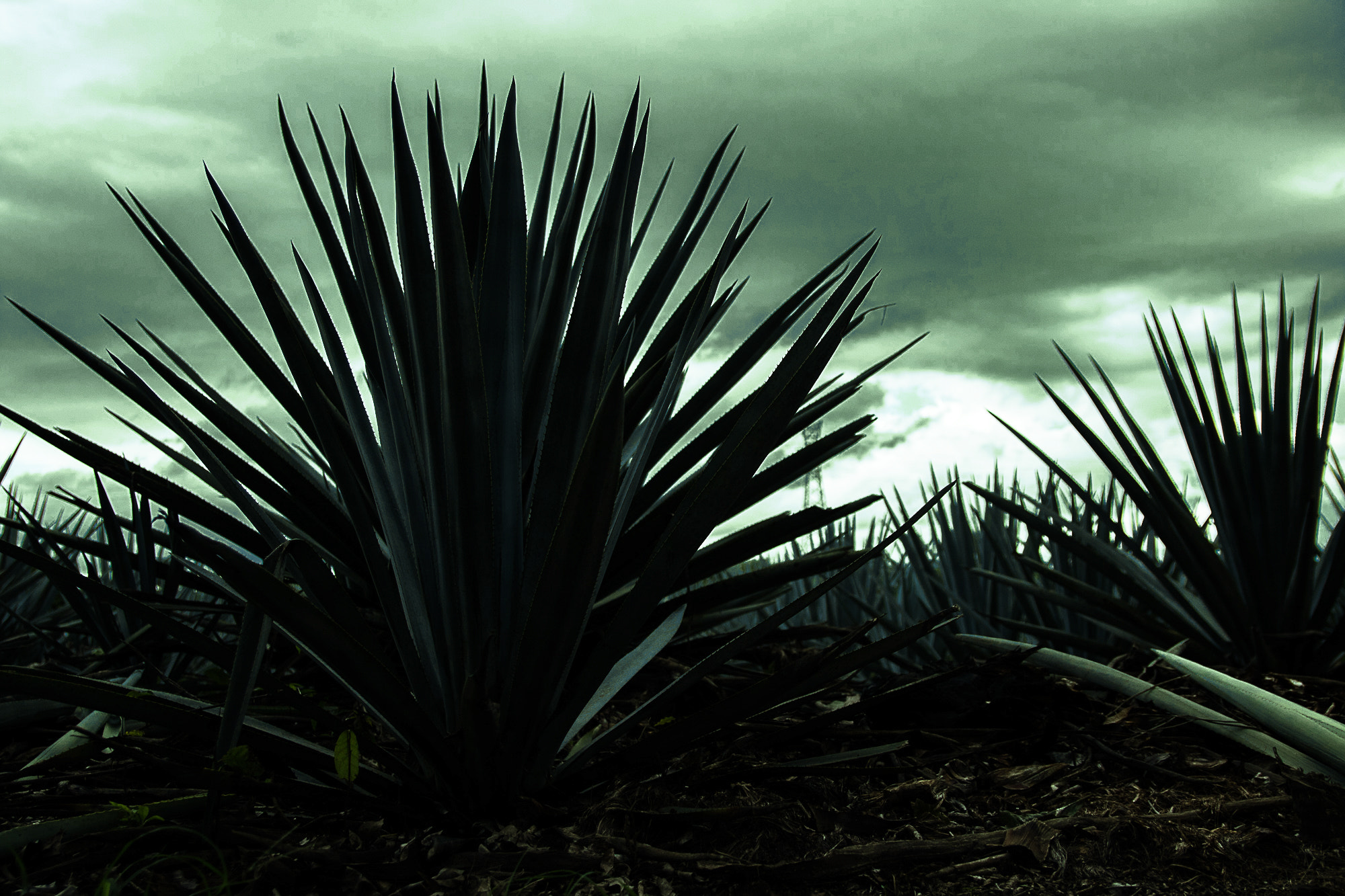 Canon EOS 750D (EOS Rebel T6i / EOS Kiss X8i) sample photo. Agave photography