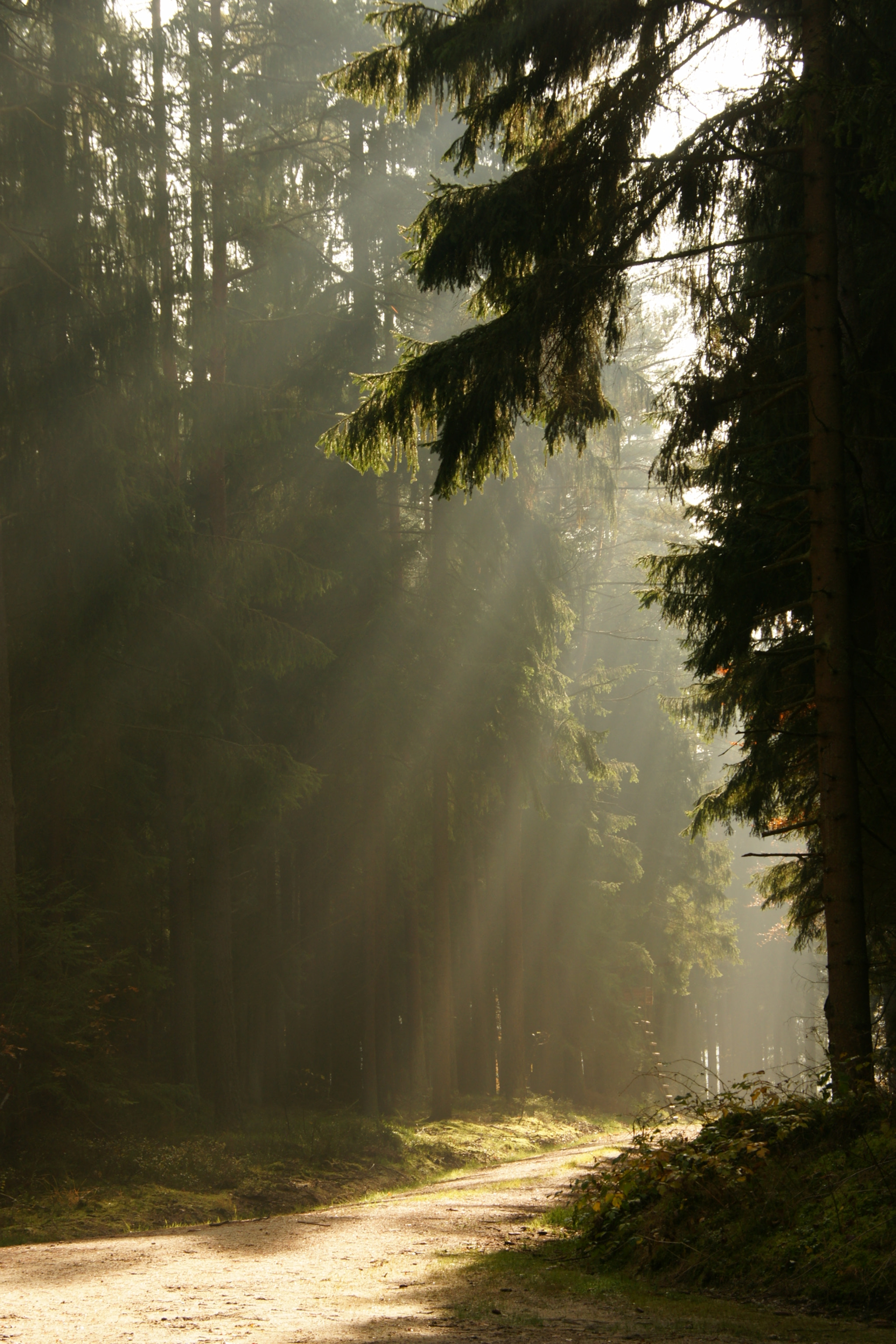 Sony Alpha DSLR-A700 sample photo. Herbst im wald_1 photography