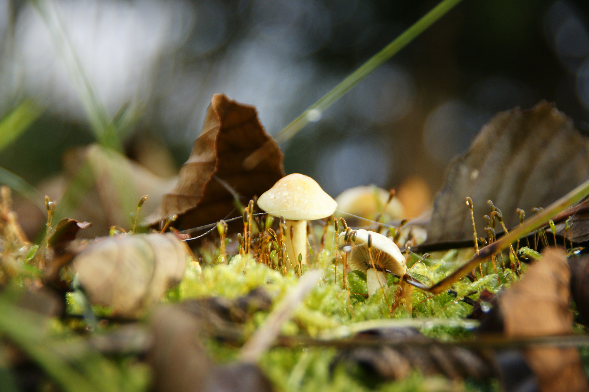 Sony Alpha DSLR-A700 sample photo. Herbst im wald_4 photography