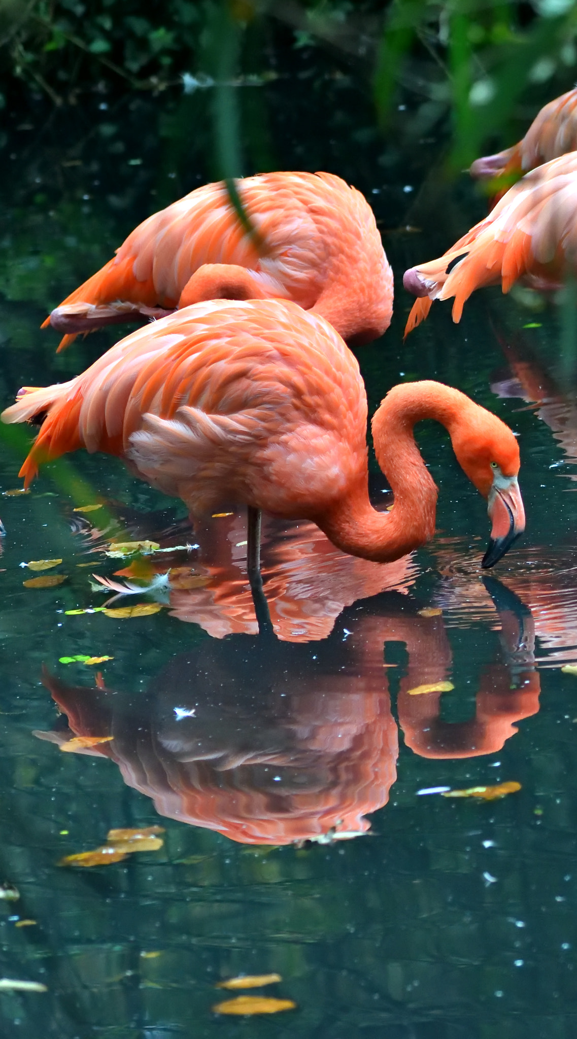 Sigma 105mm F2.8 EX DG OS HSM sample photo. Phoenicopterus ruber photography