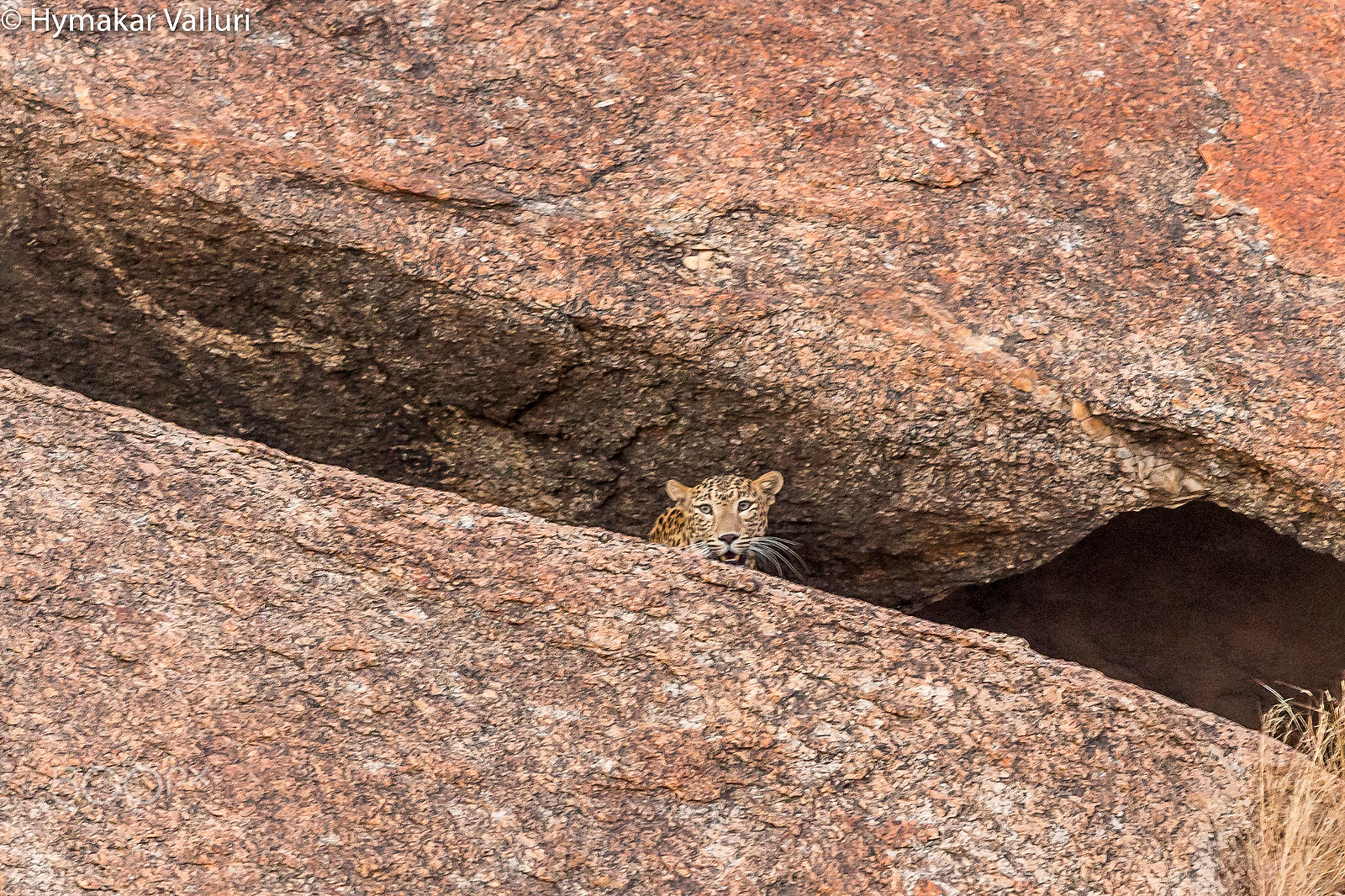 Canon EF 500mm F4L IS II USM sample photo. Leopard photography