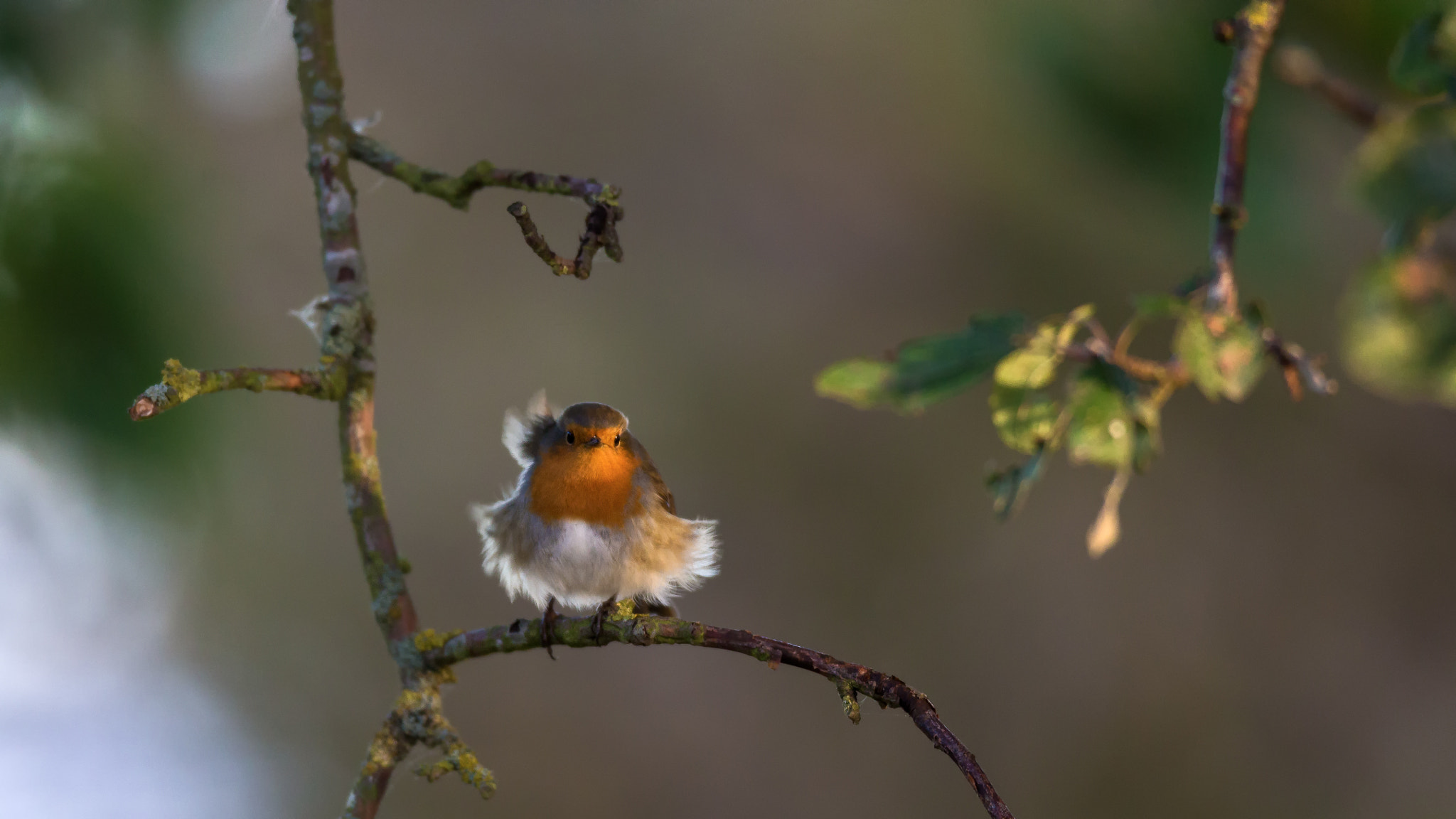 Canon EOS-1D X + Canon EF 600mm f/4L IS sample photo. Bad hair day photography