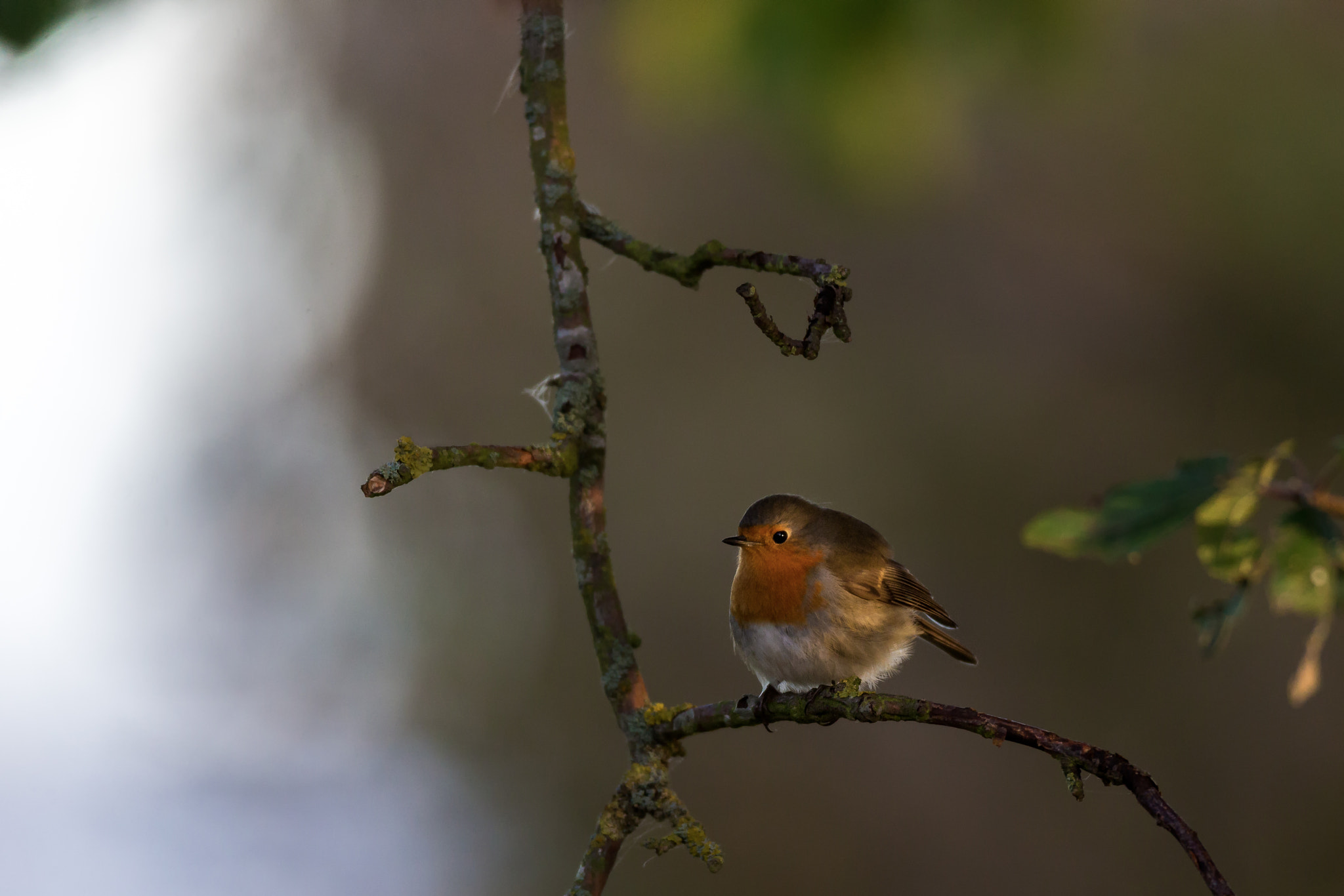 Canon EOS-1D X + Canon EF 600mm f/4L IS sample photo. Robin in autumn light photography