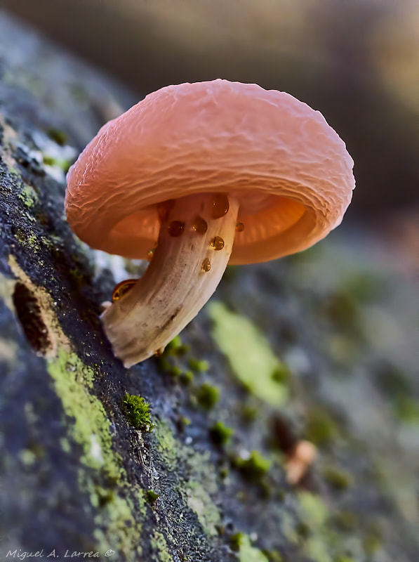 Sony ILCA-77M2 + Tamron SP AF 90mm F2.8 Di Macro sample photo. Rhodotus palmatus photography