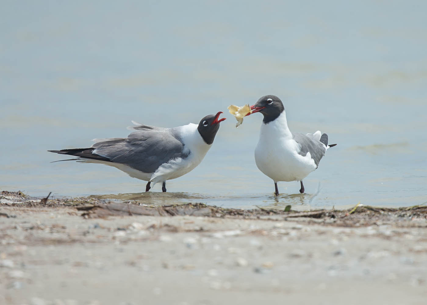 Canon EF 500mm F4L IS II USM sample photo. Gulls sharing on beach photography