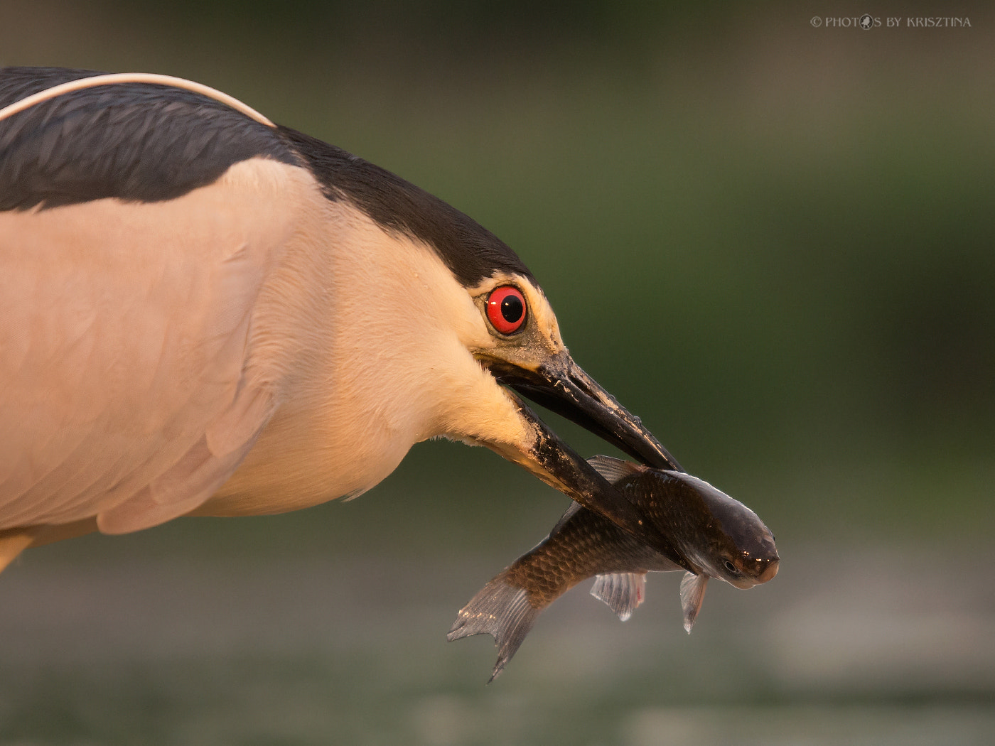 Canon EOS 70D + Sigma 50-500mm f/4-6.3 APO HSM EX sample photo. Night heron's lunch photography