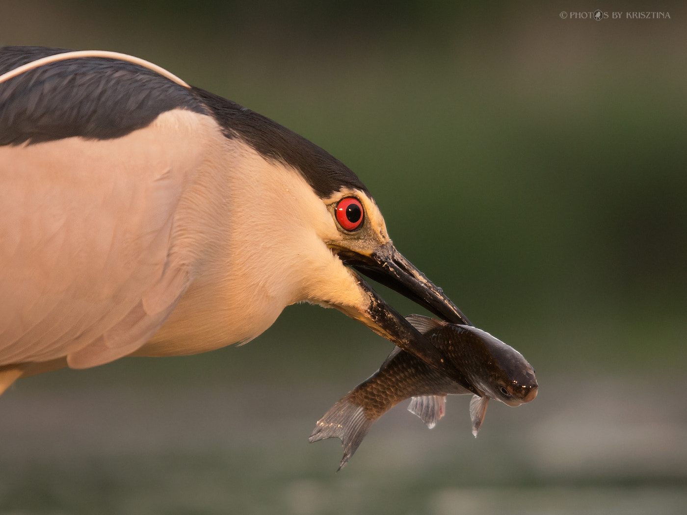 Sigma 50-500mm f/4-6.3 APO HSM EX sample photo. Night heron's lunch photography