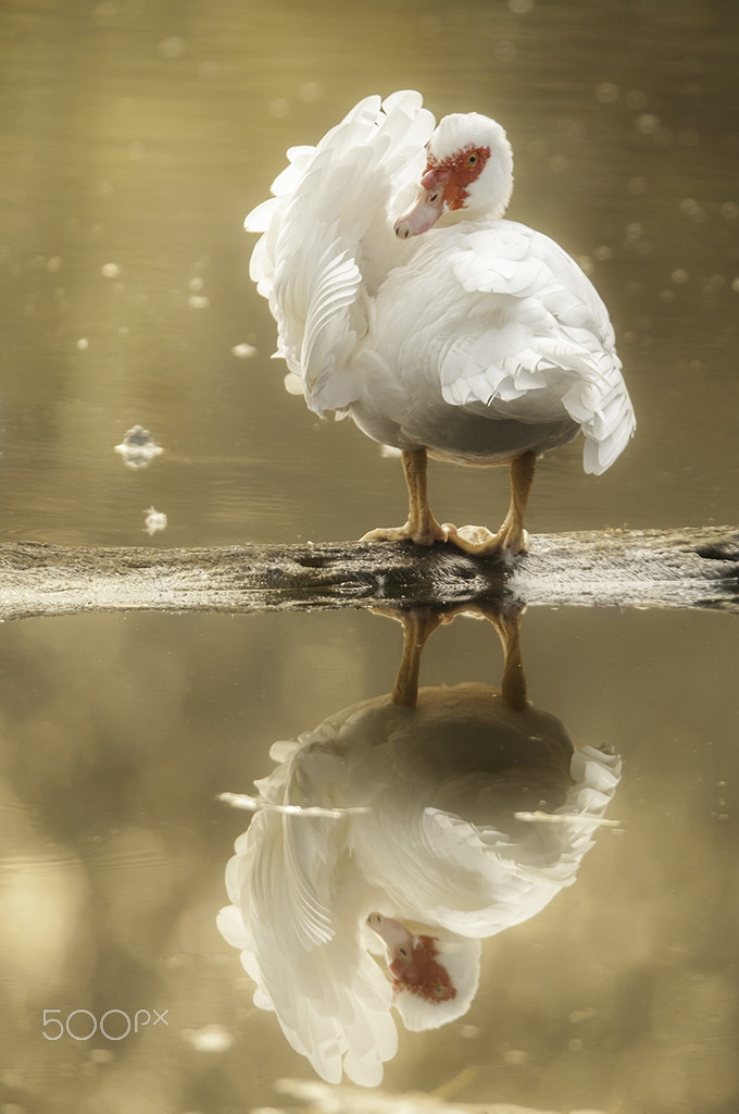 Sigma 150-600mm F5-6.3 DG OS HSM | S sample photo. Cleaning the plumage photography