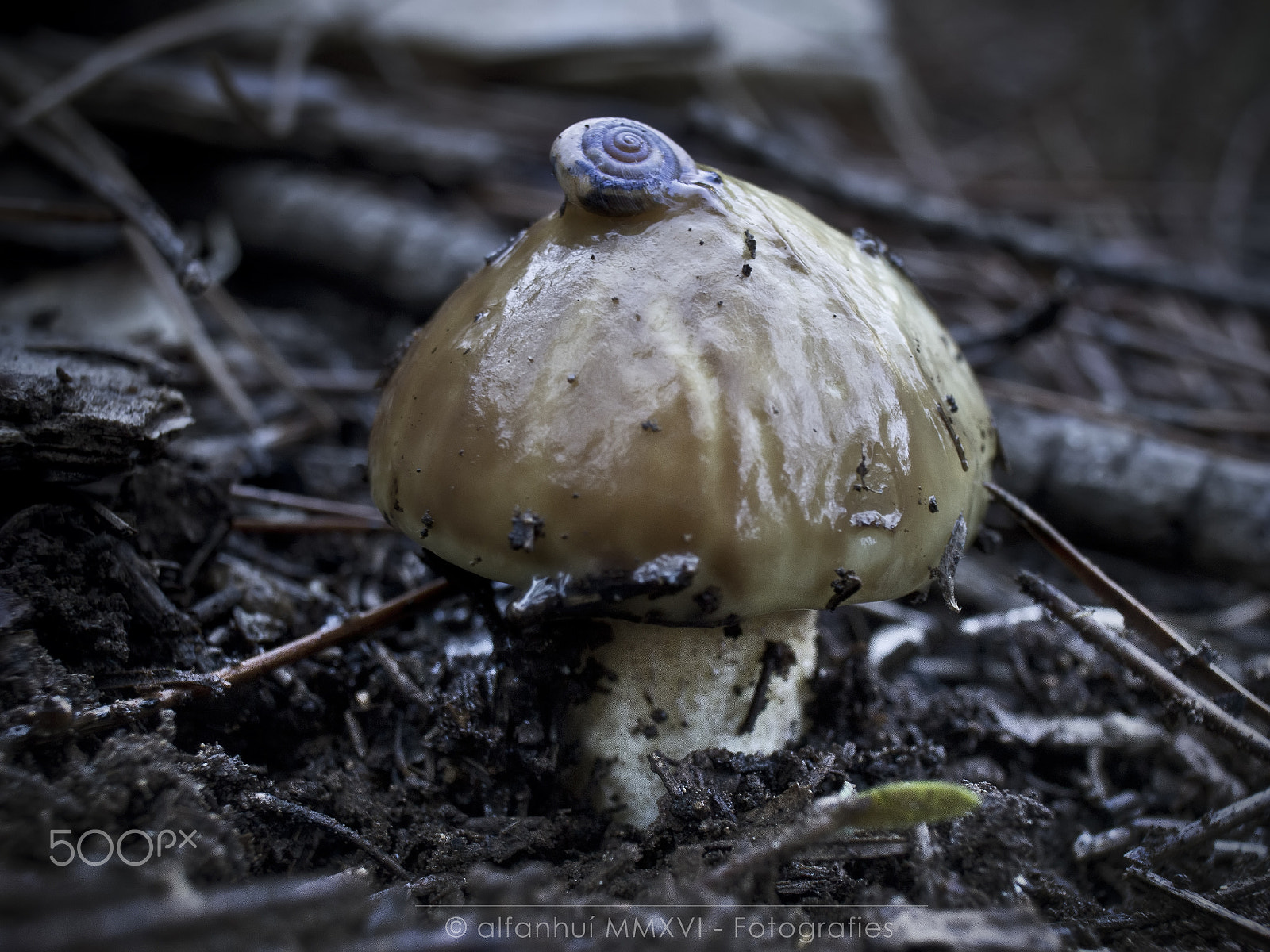 Olympus PEN E-PL5 sample photo. A snail on a mushroom photography