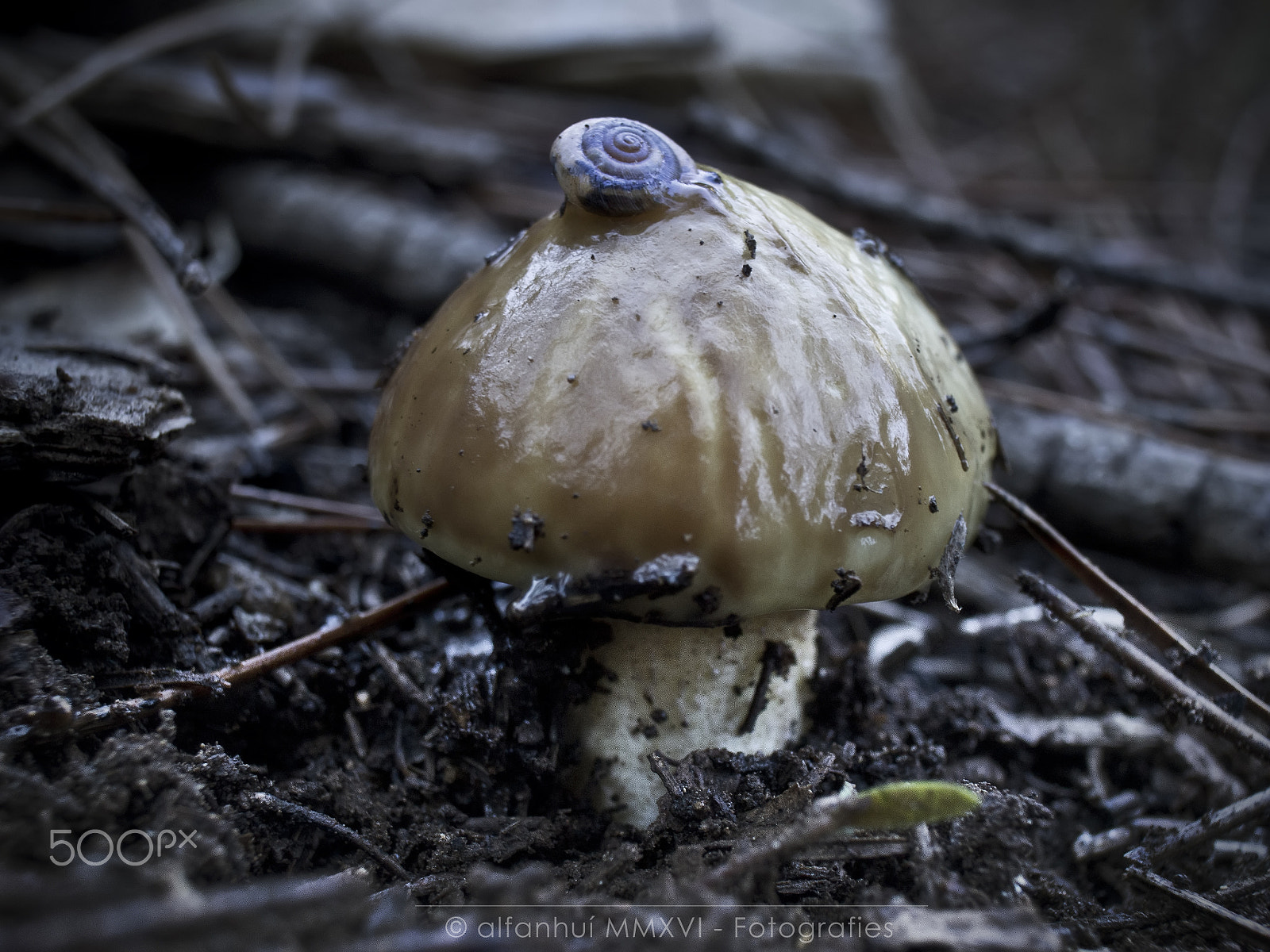 Olympus M.Zuiko Digital 14-42mm F3.5-5.6 II R sample photo. A snail on a mushroom photography