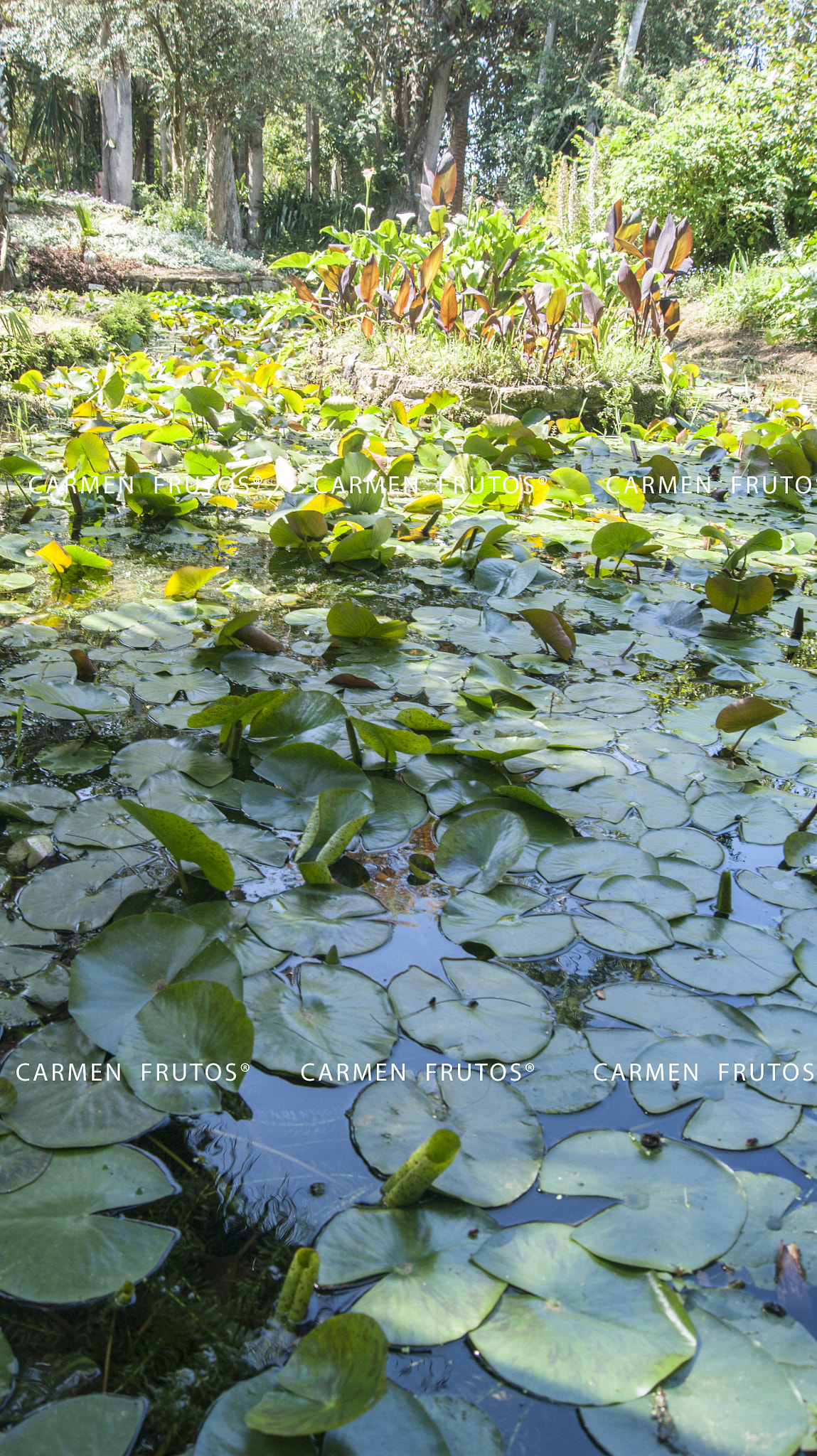 Sony Alpha DSLR-A380 + Sony DT 18-55mm F3.5-5.6 SAM sample photo. River water lilies photography