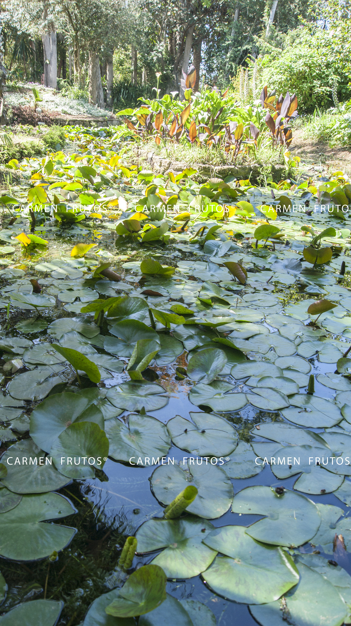 Sony Alpha DSLR-A380 + Sony DT 18-55mm F3.5-5.6 SAM sample photo. River water lilies photography