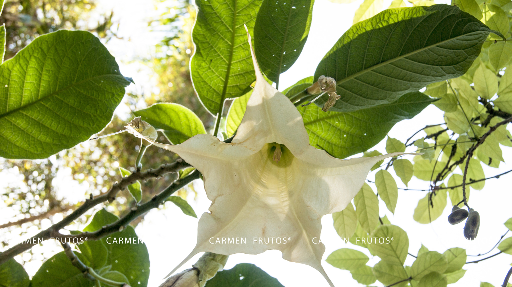 Sony Alpha DSLR-A380 sample photo. Flower photography