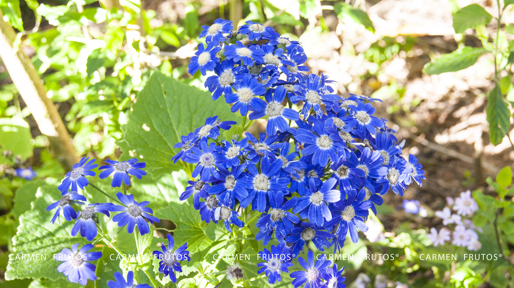 Sony Alpha DSLR-A380 + Sony DT 18-55mm F3.5-5.6 SAM sample photo. Blue flowers photography