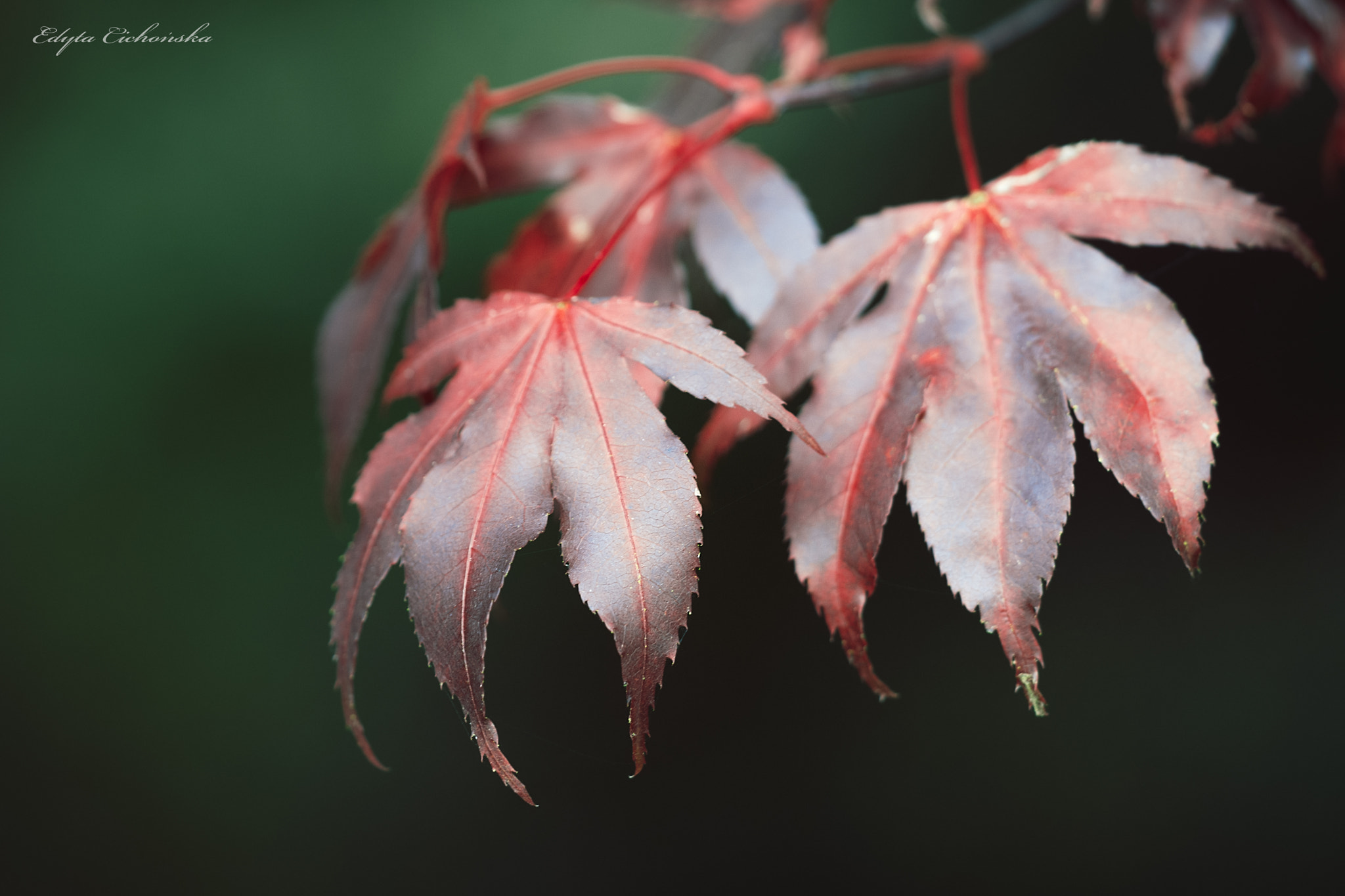 Sigma 150mm F2.8 EX DG Macro HSM sample photo. Autumn photography