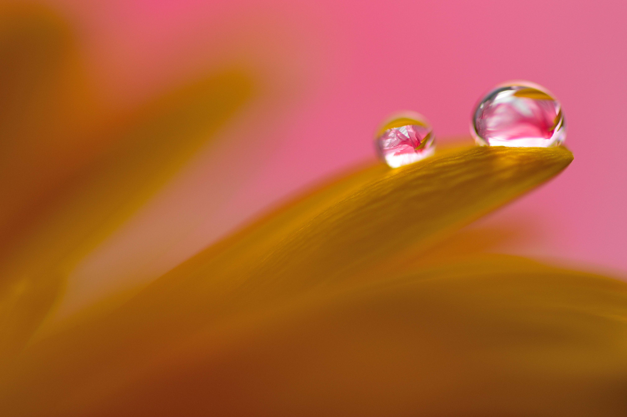 Sigma 105mm F2.8 EX DG OS HSM sample photo. Dew tears photography