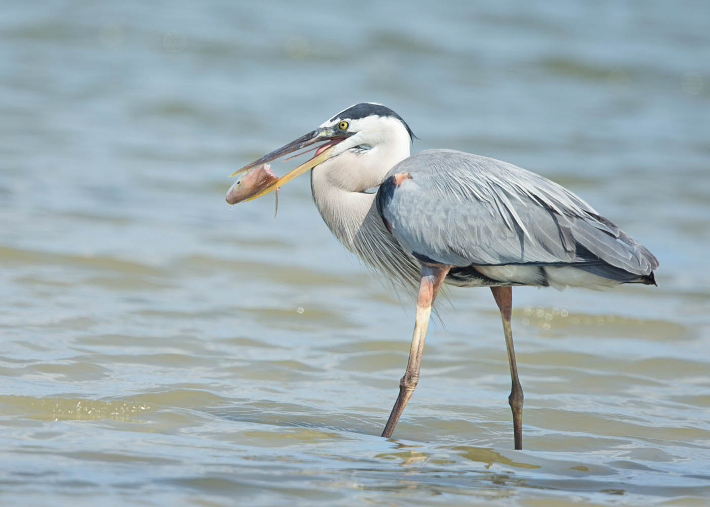 Canon EF 500mm F4L IS II USM sample photo. Heron with fish head photography