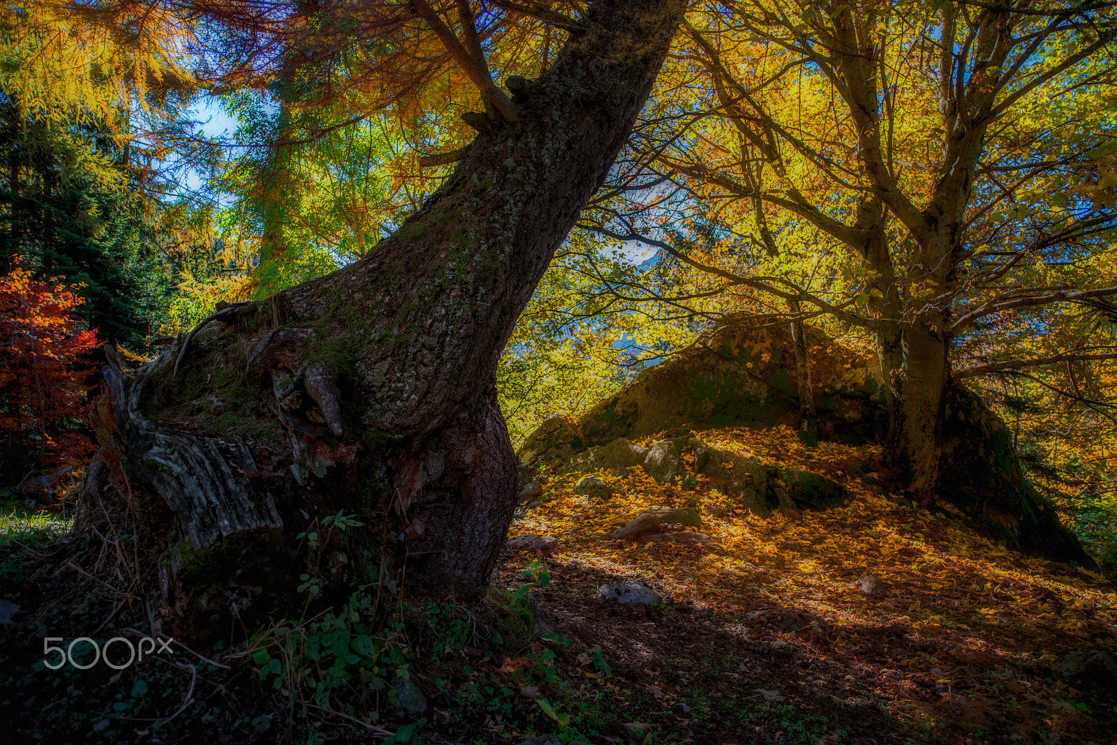 Nikon D800 + ZEISS Distagon T* 21mm F2.8 sample photo. Magic forest photography