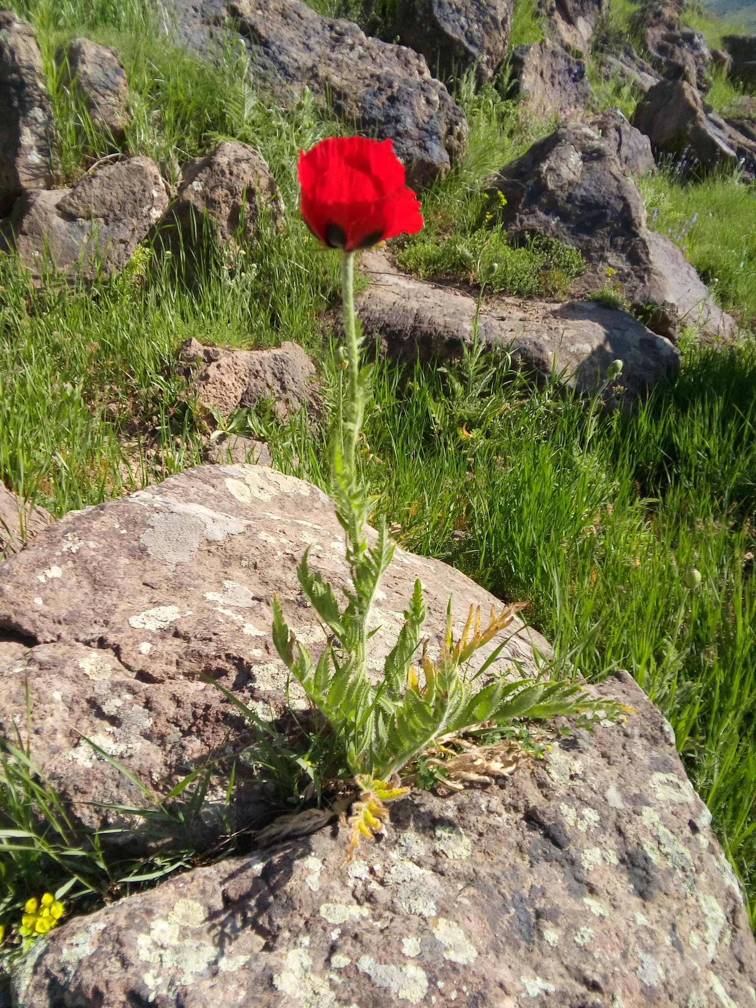 LG L Bello sample photo. Obstinate flower photography