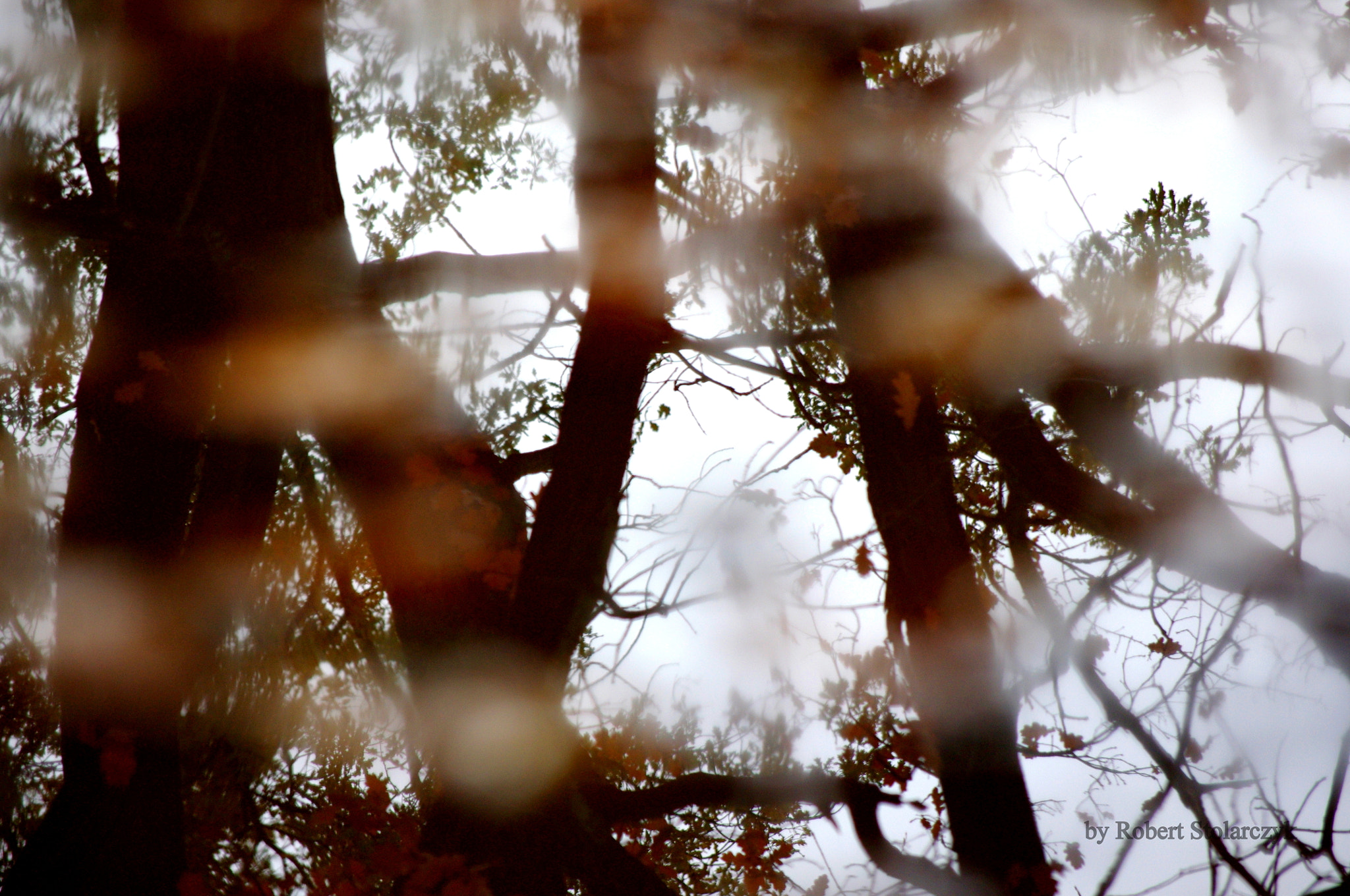 Pentax K-x sample photo. The puddle reflection photography