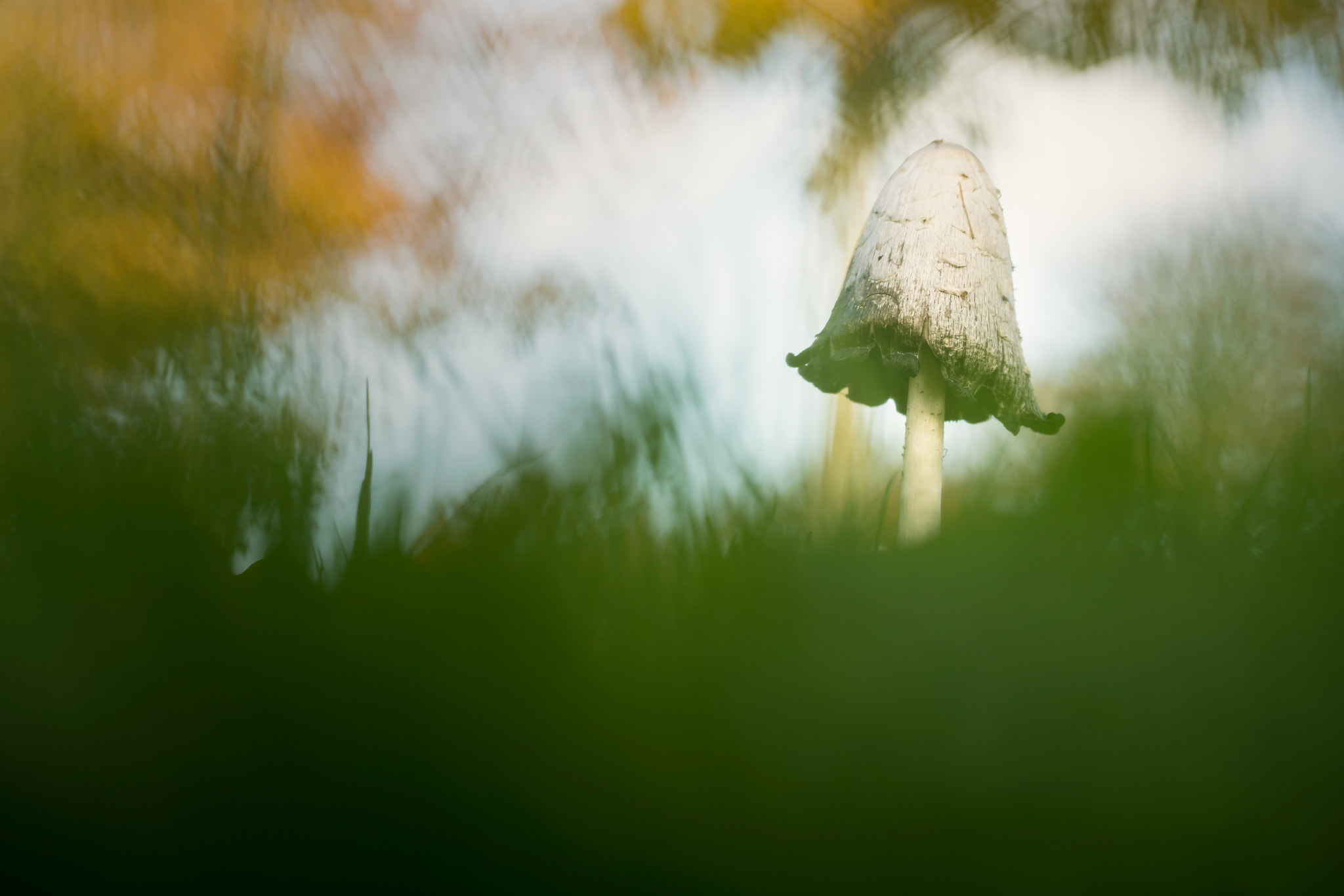 Canon EF 100mm F2.8L Macro IS USM sample photo. Toadstool photography