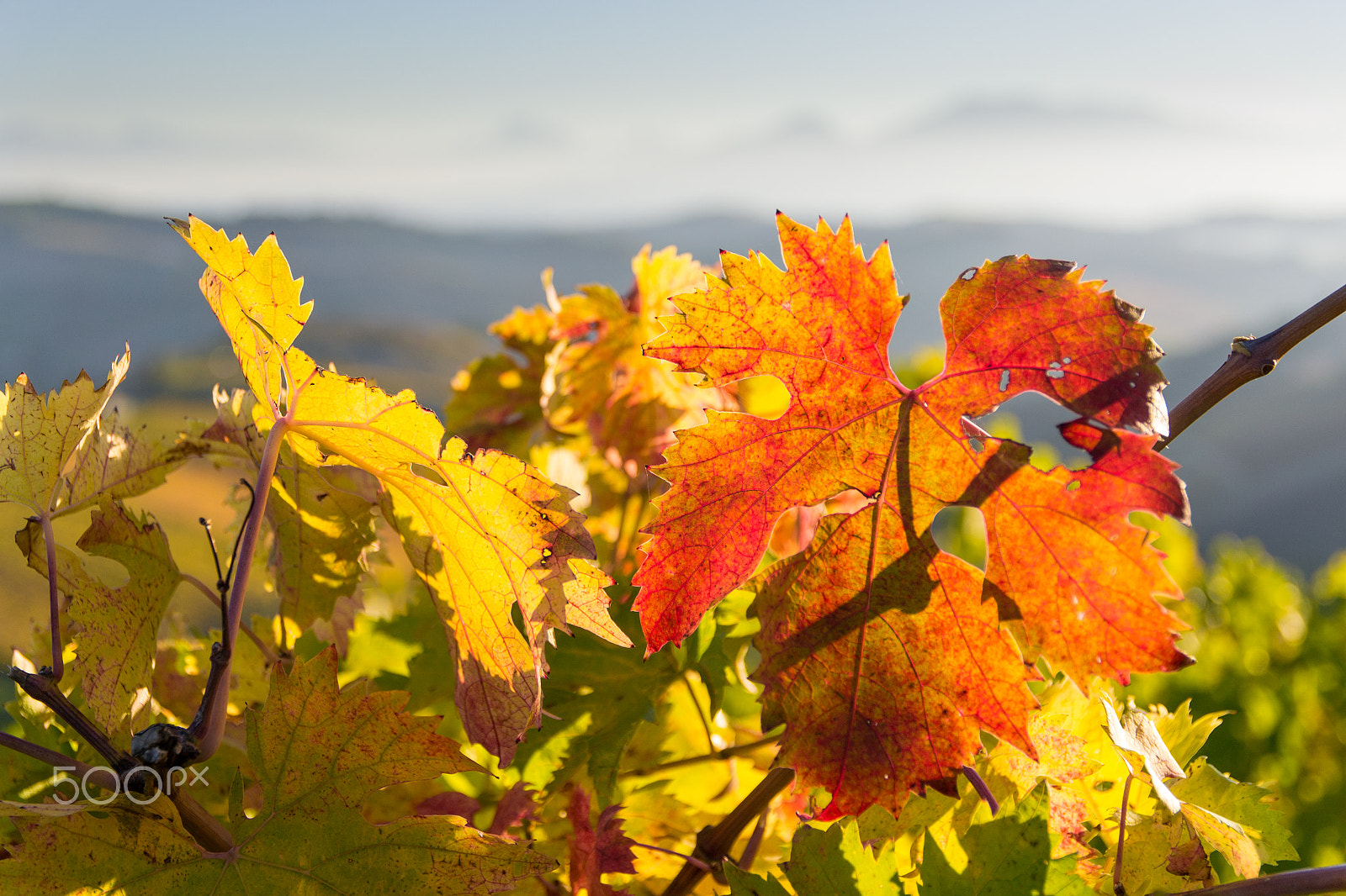 Sigma 17-70mm F2.8-4 DC Macro OS HSM | C sample photo. Autumn in italy photography