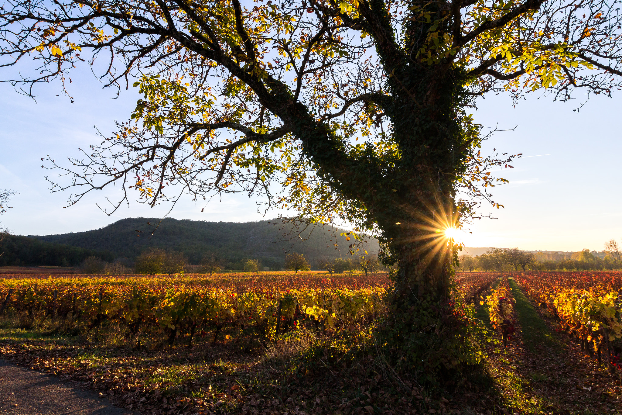 Tokina AT-X Pro 12-24mm F4 (IF) DX sample photo. Noyer et vignoble de cahors photography