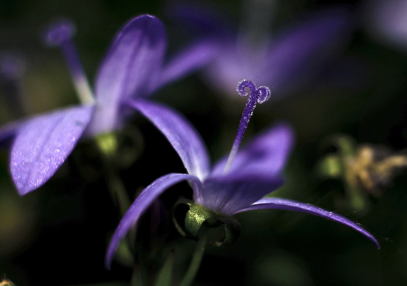 Nikon D7000 + AF Nikkor 50mm f/1.8 sample photo. Violet photography