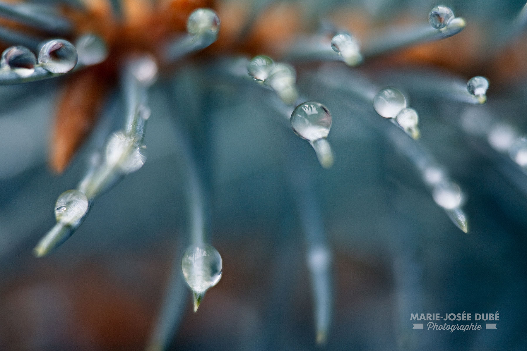 Canon EOS 5D + Canon EF 100mm F2.8 Macro USM sample photo. Untitled photography