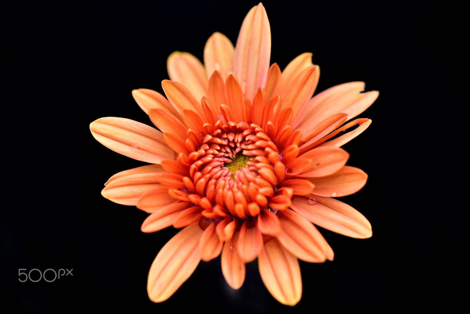 Sigma 150mm F2.8 EX DG Macro HSM sample photo. Flower photography