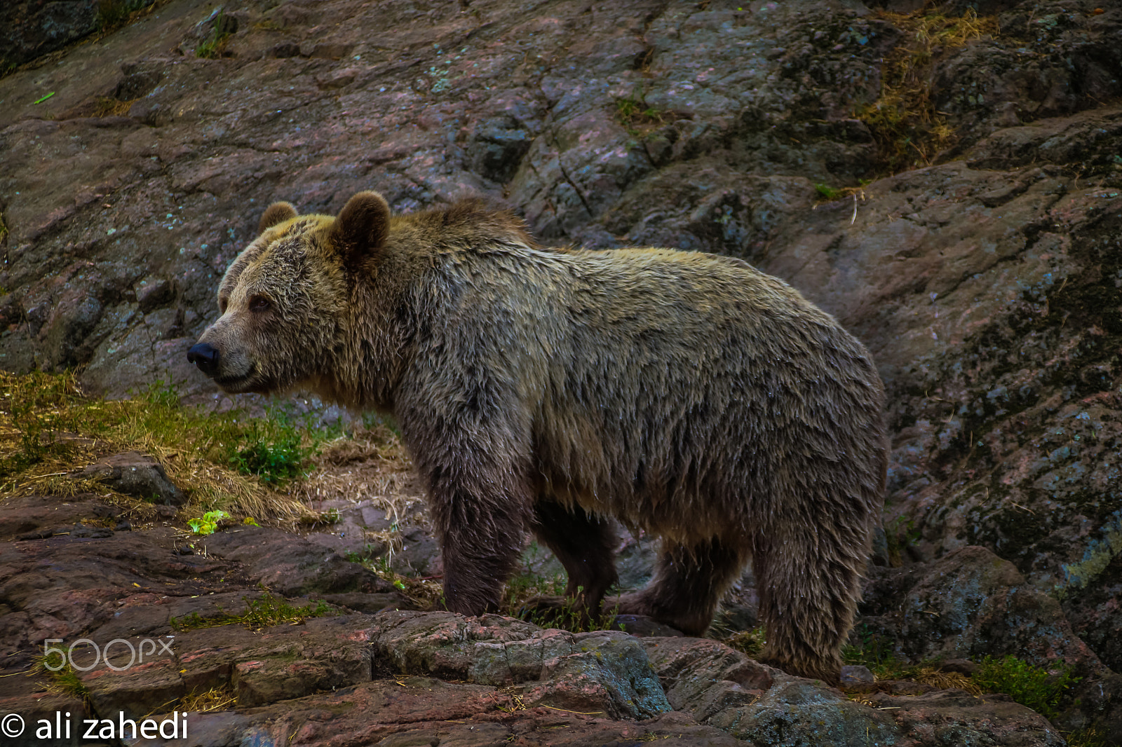 Canon EOS 760D (EOS Rebel T6s / EOS 8000D) + Canon TS-E 90mm F2.8 Tilt-Shift sample photo. Bear photography