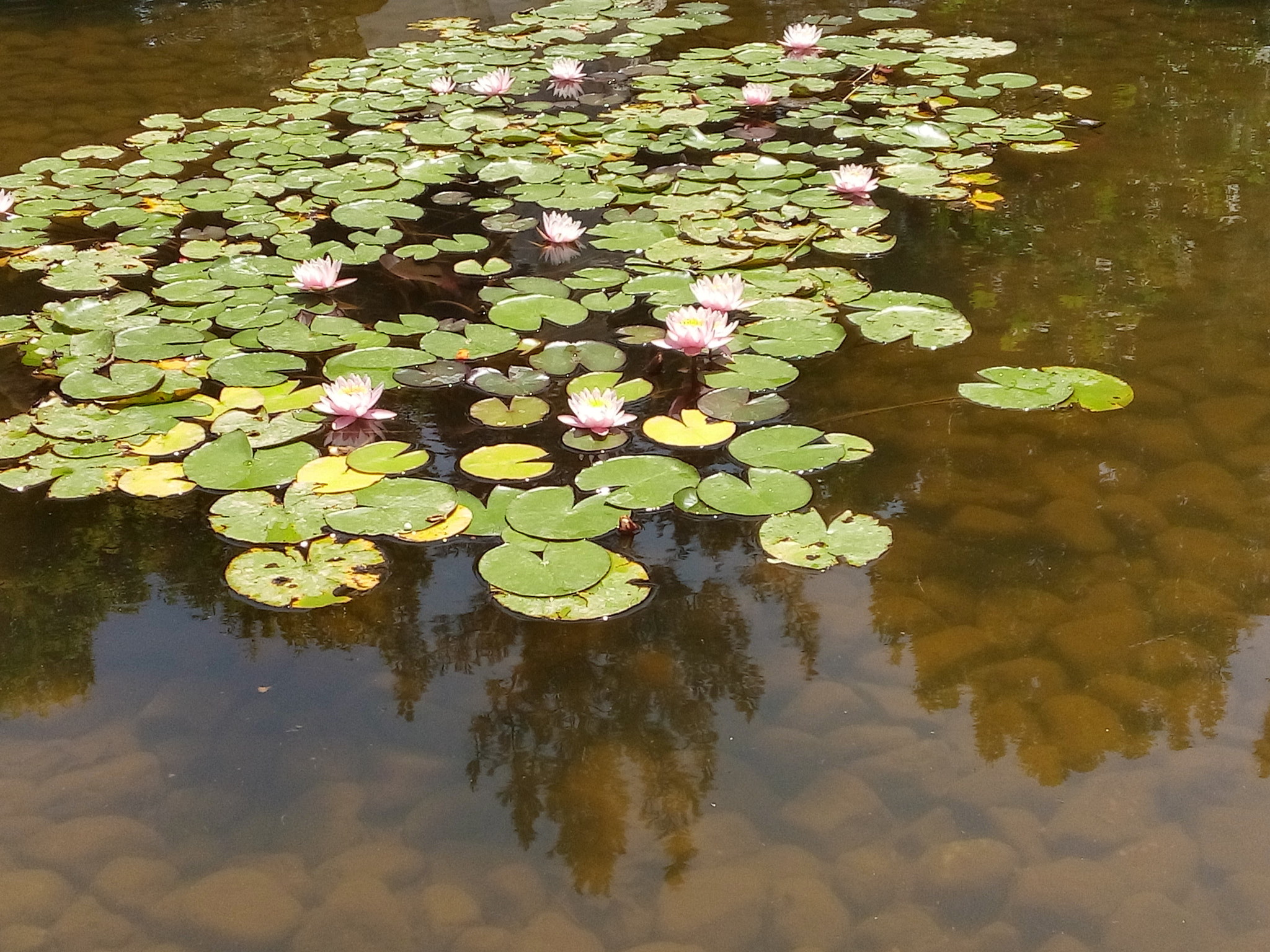 LG L Bello sample photo. Water-lily photography