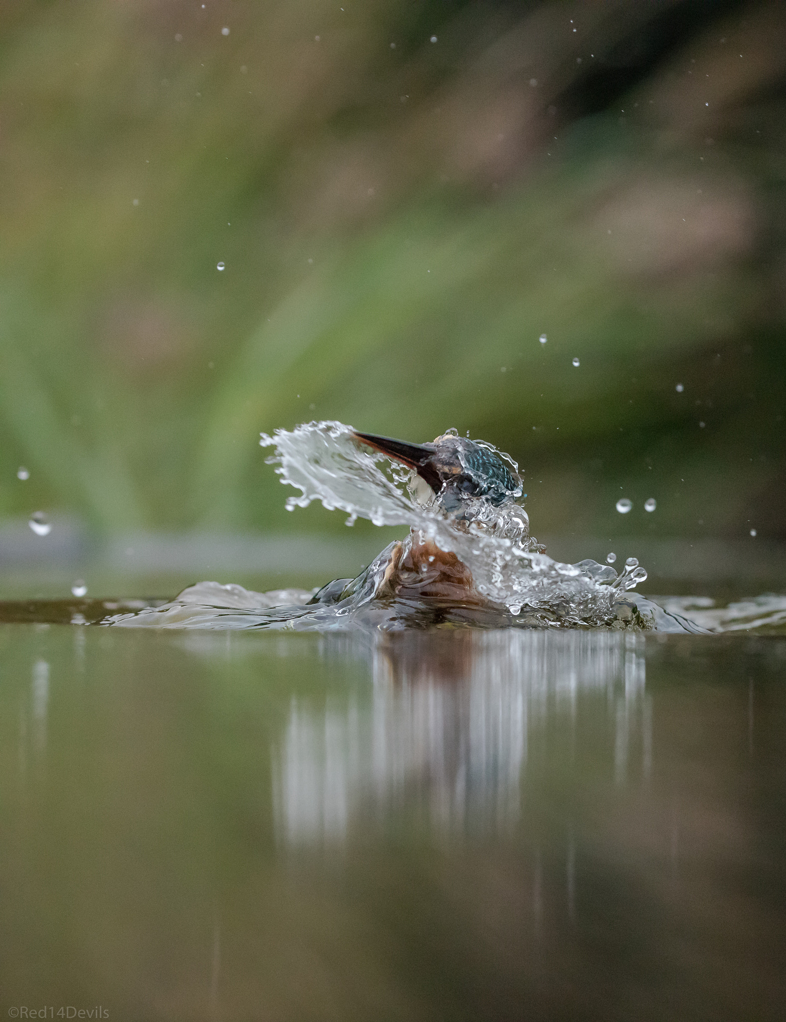 Canon EOS 5DS + Canon EF 200-400mm F4L IS USM Extender 1.4x sample photo. Diving show photography