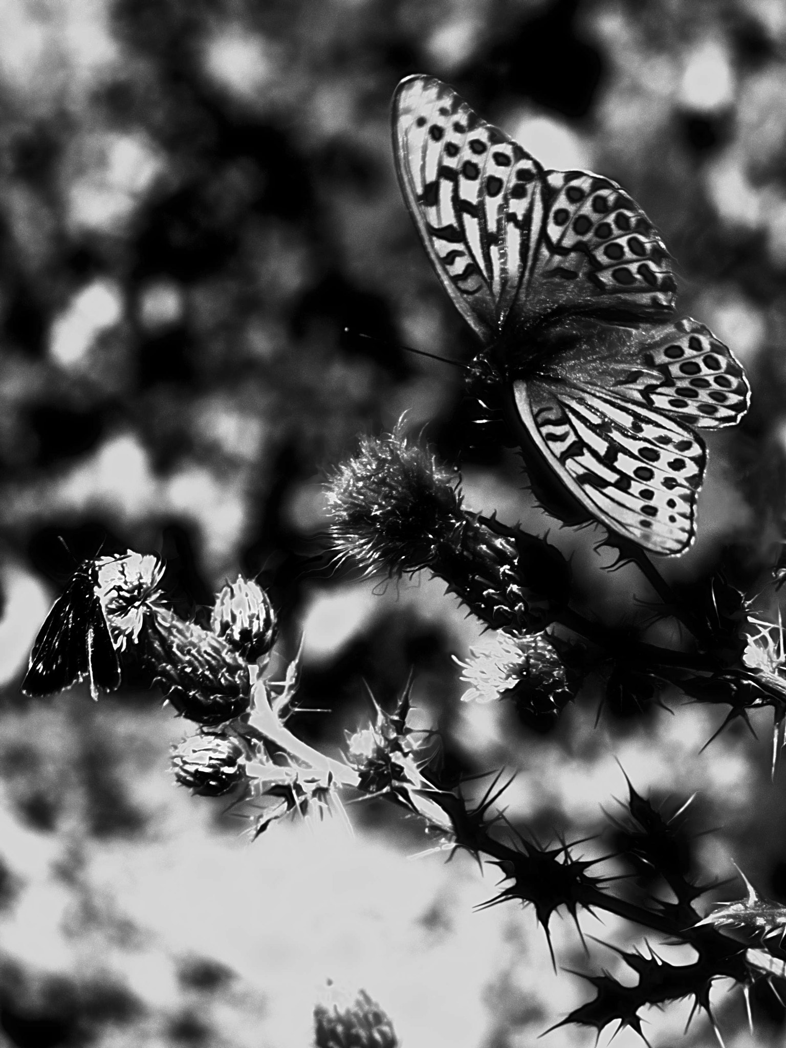 Nikon AF-S Micro-Nikkor 105mm F2.8G IF-ED VR sample photo. Mariposa 1 photography