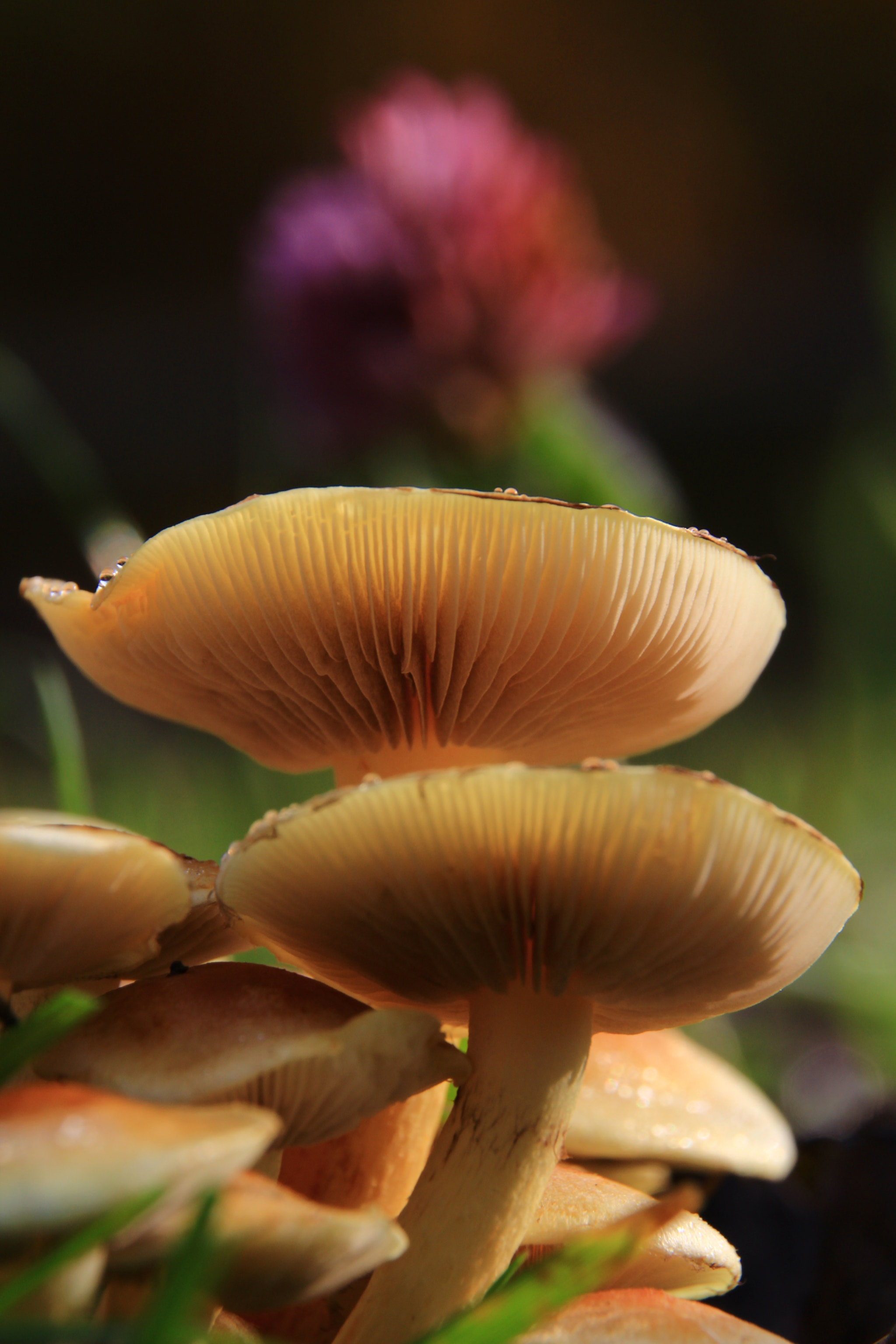 Canon EOS 1200D (EOS Rebel T5 / EOS Kiss X70 / EOS Hi) + Sigma 18-200mm f/3.5-6.3 DC OS HSM [II] sample photo. Mushrooms photography