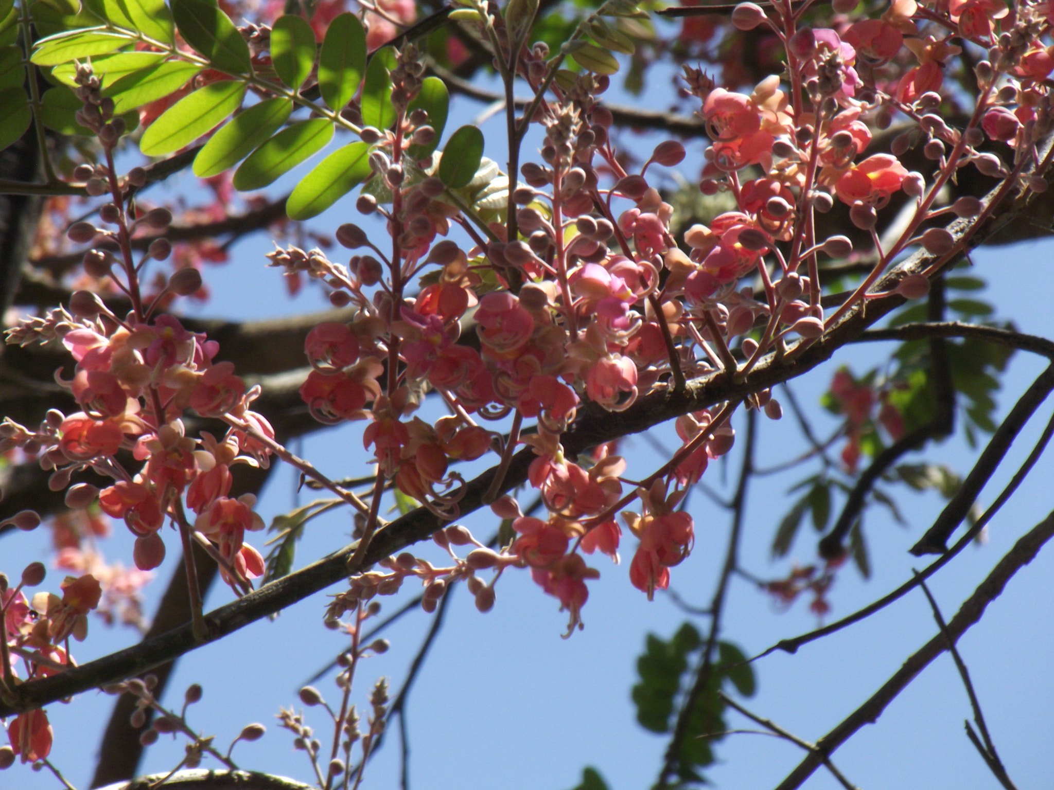 Fujifilm FinePix S2850HD sample photo. Rose flowers photography