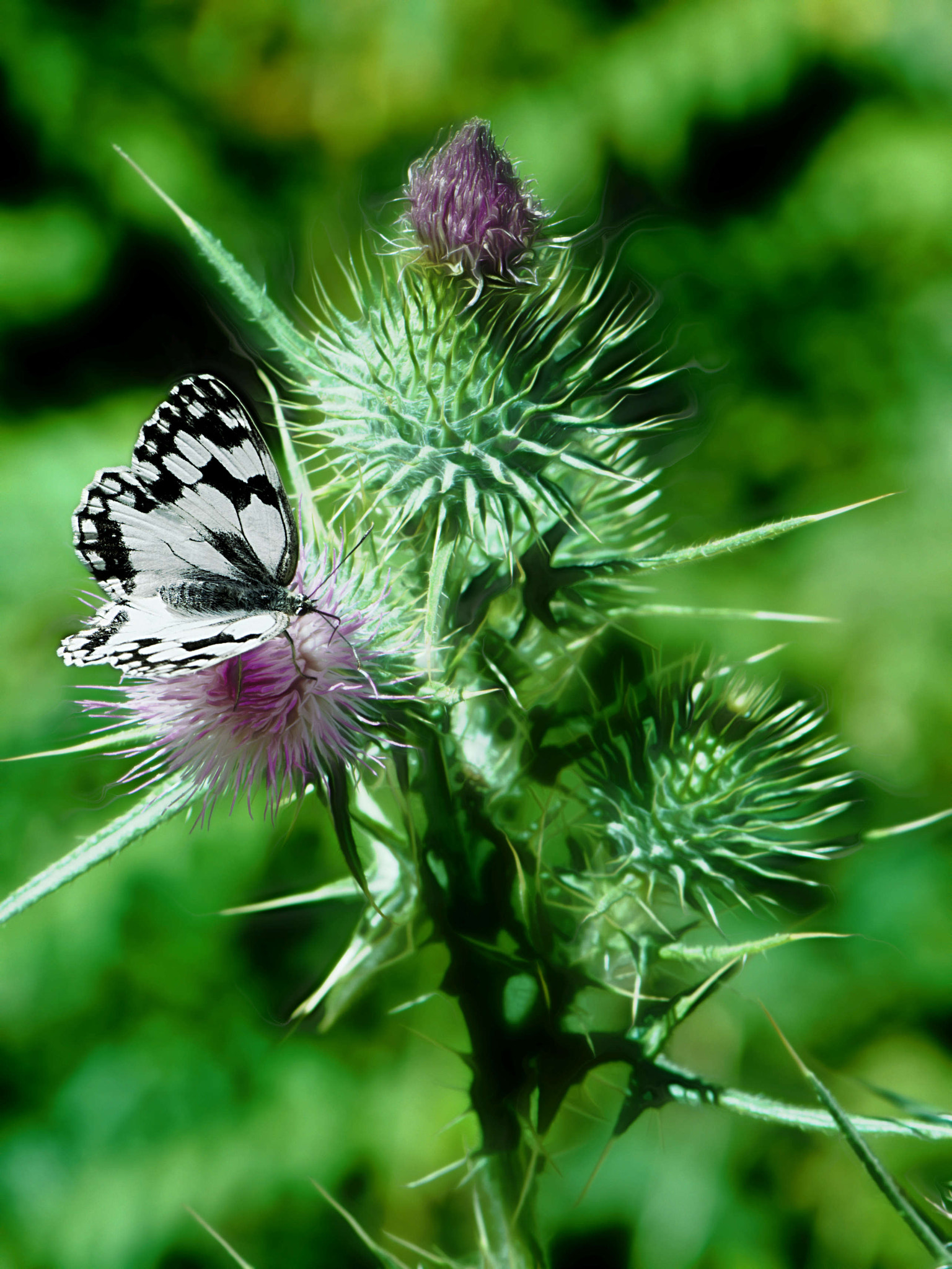 Nikon AF-S Micro-Nikkor 105mm F2.8G IF-ED VR sample photo. Mariposa 2 photography