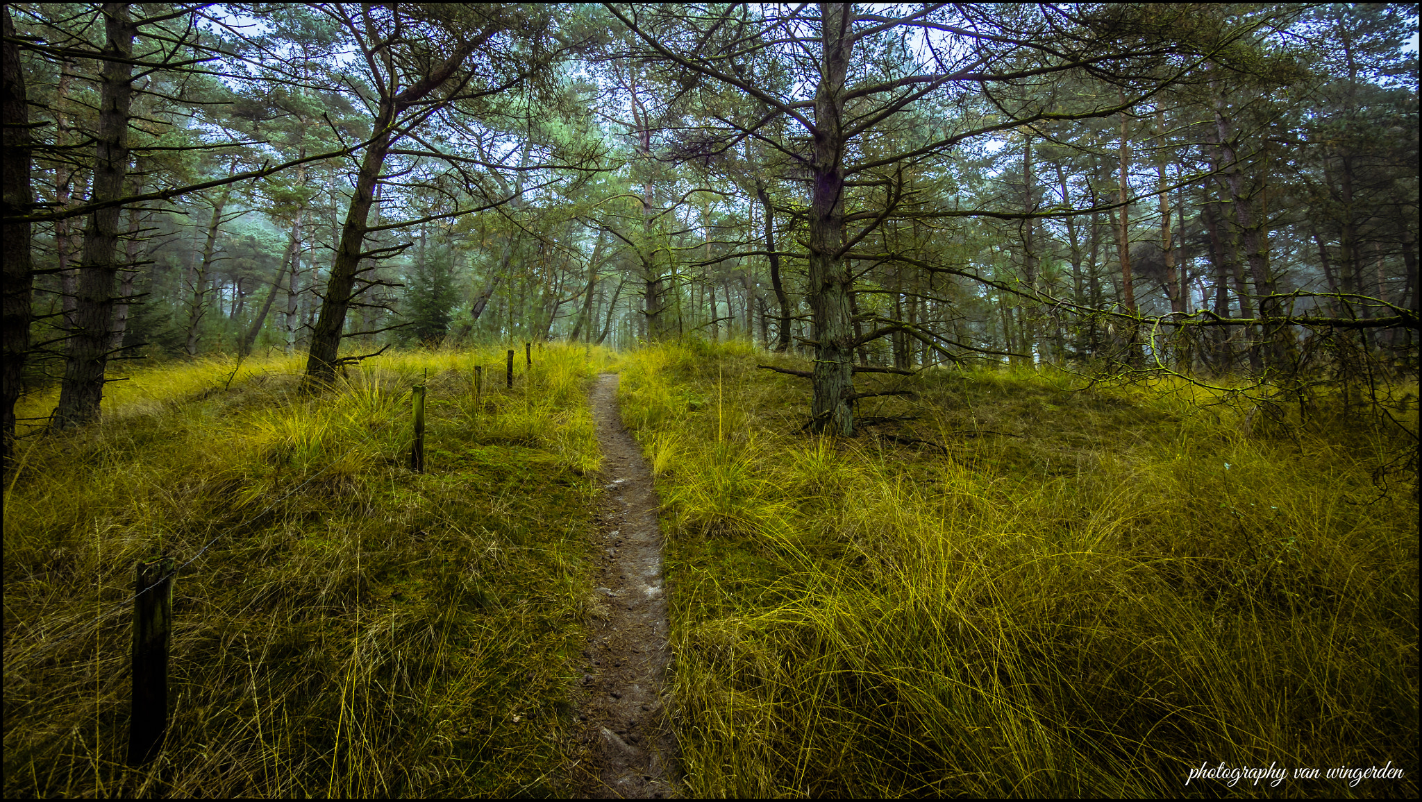 Olympus OM-D E-M10 II + Panasonic Lumix G Vario 7-14mm F4 ASPH sample photo. Forest photography