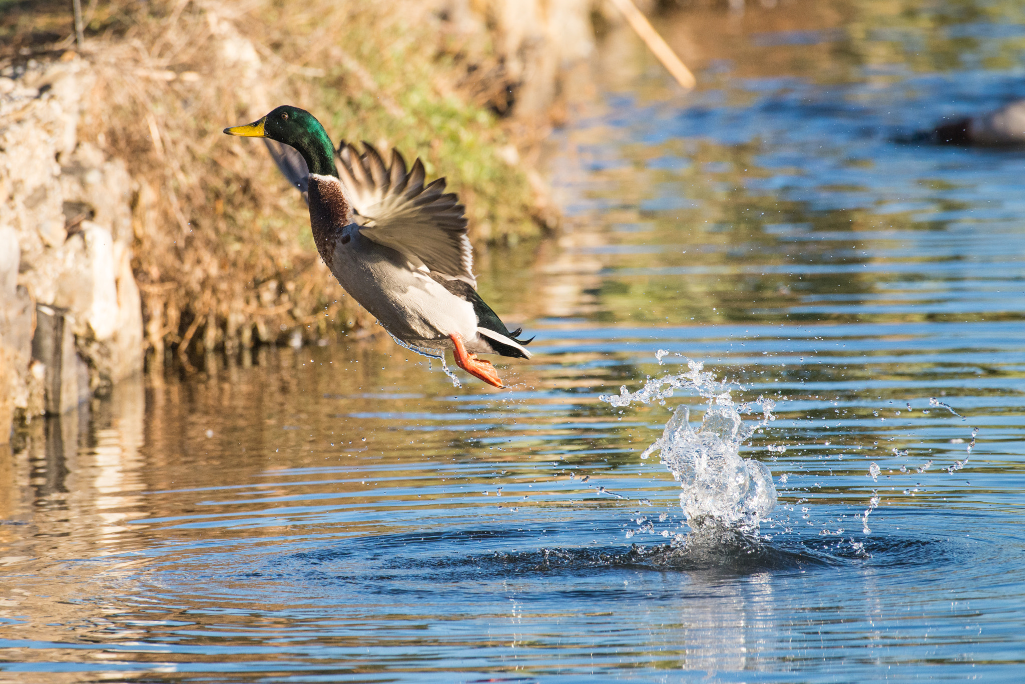 Nikon AF-S Nikkor 200-500mm F5.6E ED VR sample photo. Jumping photography