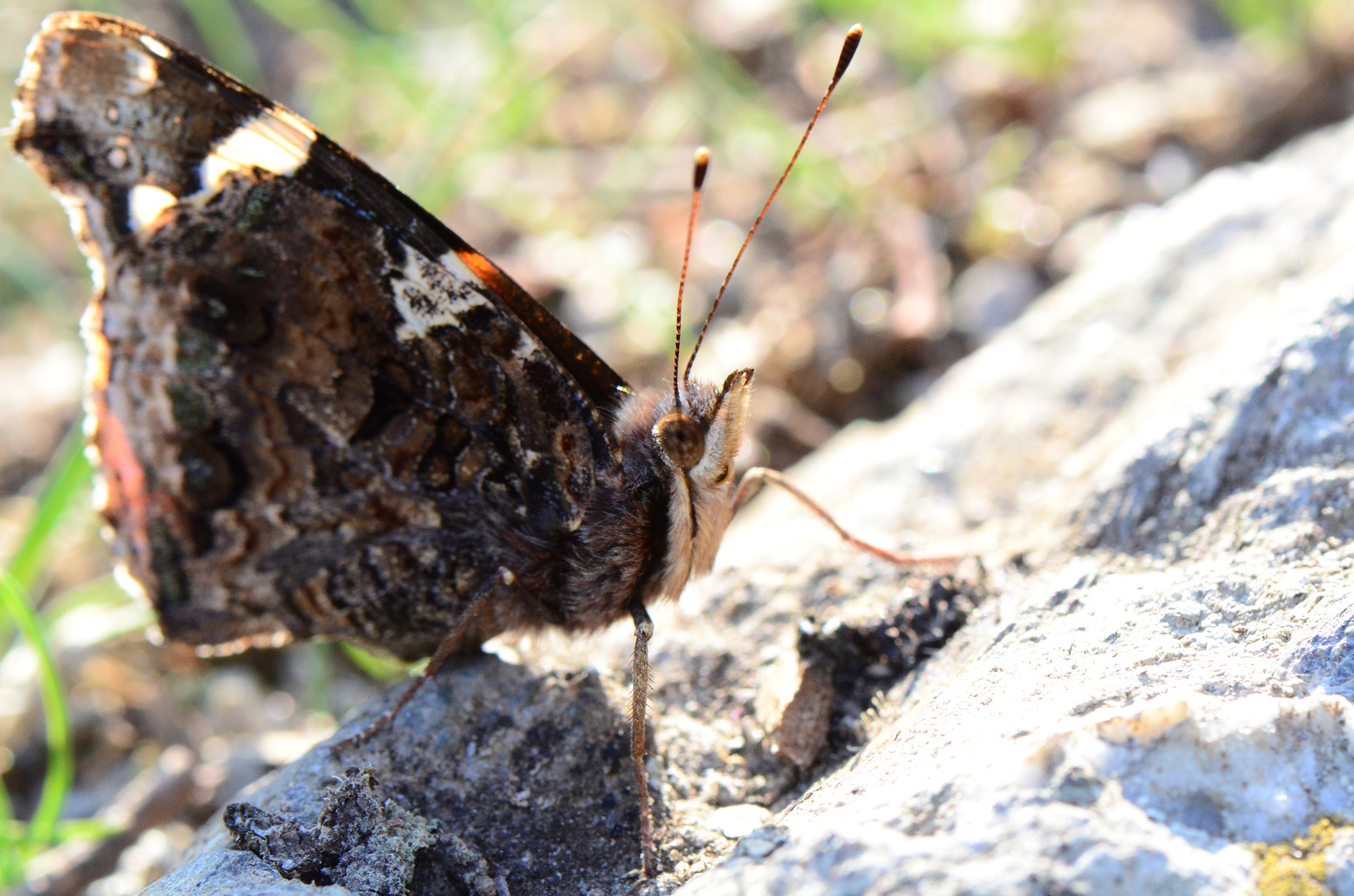 Nikon AF-S Micro-Nikkor 105mm F2.8G IF-ED VR sample photo. Farfalla  photography