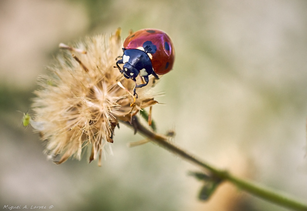 Sony ILCA-77M2 + Tamron SP AF 90mm F2.8 Di Macro sample photo. Coccinella photography