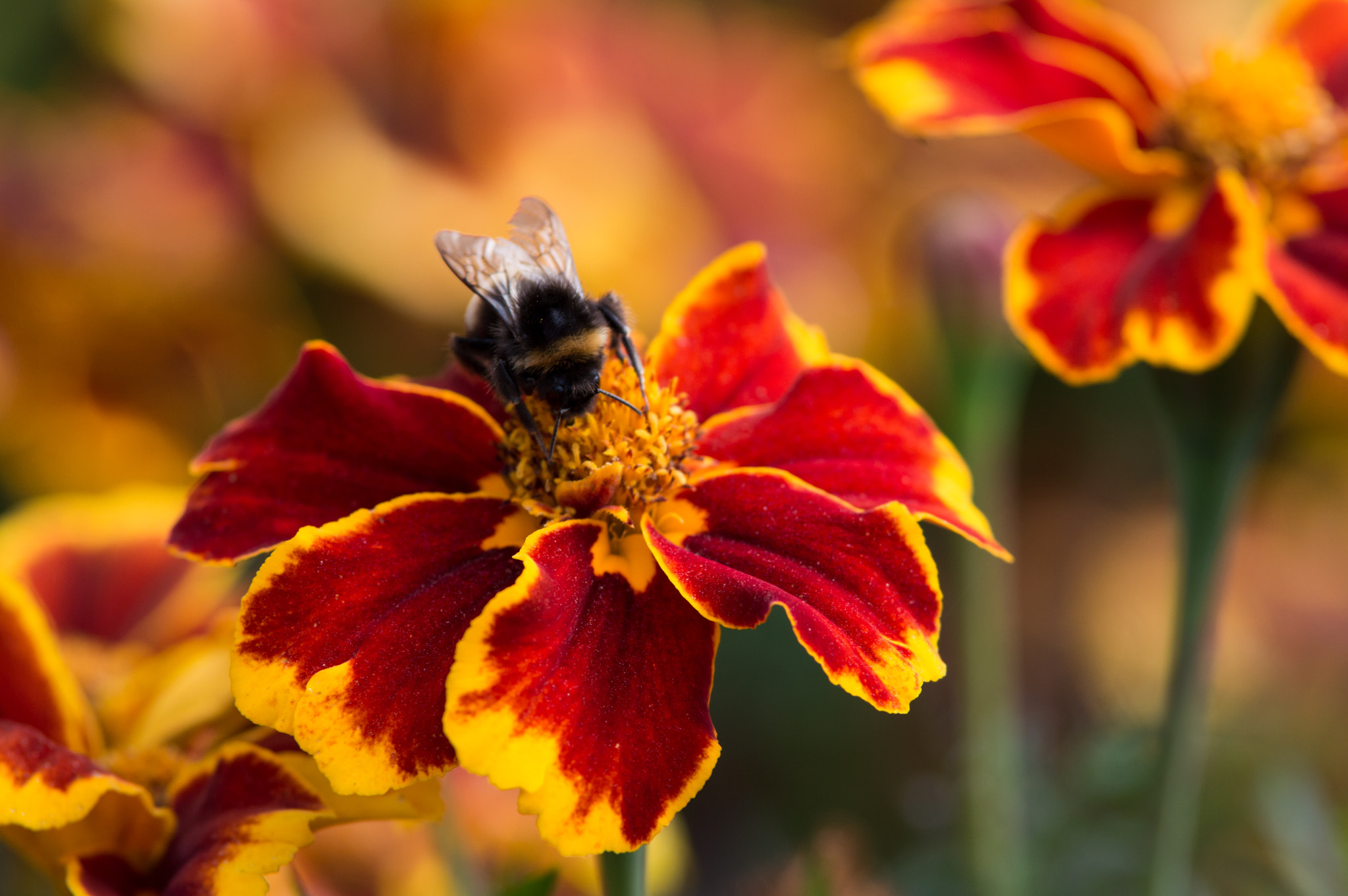 Nikon D3200 sample photo. Bumblebee photography