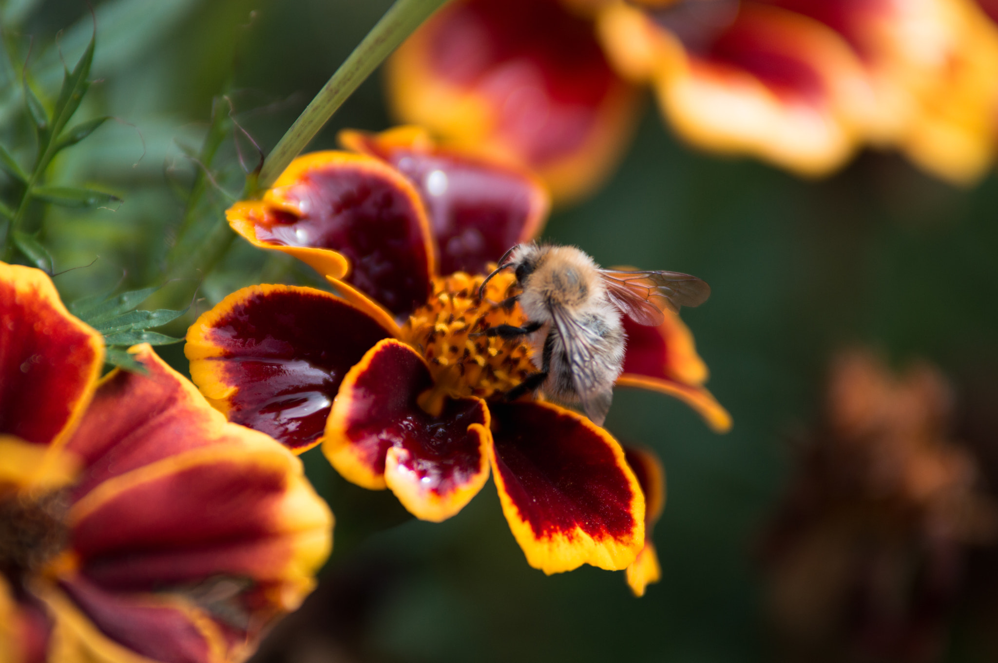 Nikon D3200 sample photo. Whitebee photography